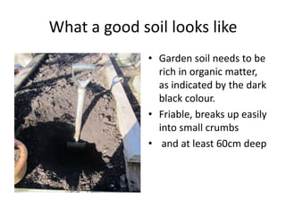 What a good soil looks like
              • Garden soil needs to be
                rich in organic matter,
                as indicated by the dark
                black colour.
              • Friable, breaks up easily
                into small crumbs
              • and at least 60cm deep
 