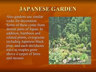JAPANESE GARDEN Also gardens use similar rocks for decoration. Some of these come from distant parts of Japan. In addition, bamboos and related plants, evergreens including Japanese black pine, and such deciduous trees as maples grow above a carpet of ferns  and mosses 