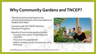 Why Community Gardens andTNCEP?
• “Beneficial activity that leads to the
economical production and consumptions of
healthy fresh food.”
• Connects well withTNCEP Nutrition
Education Programs
• Benefits of community gardens include:
• Increased consumption of fresh fruits and
vegetables
• Physical activity opportunities
• BONUS:Outdoor activity that allows for social
distancing
Source: https://www.cdc.gov/healthyplaces/healthtopics/healthyfood/community.htm
 