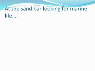 At the sand bar looking for marine
life….
 