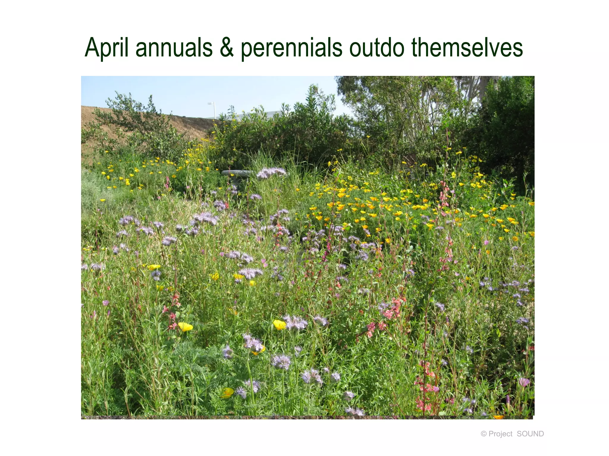 April annuals & perennials outdo themselves




                                      © Project SOUND
 