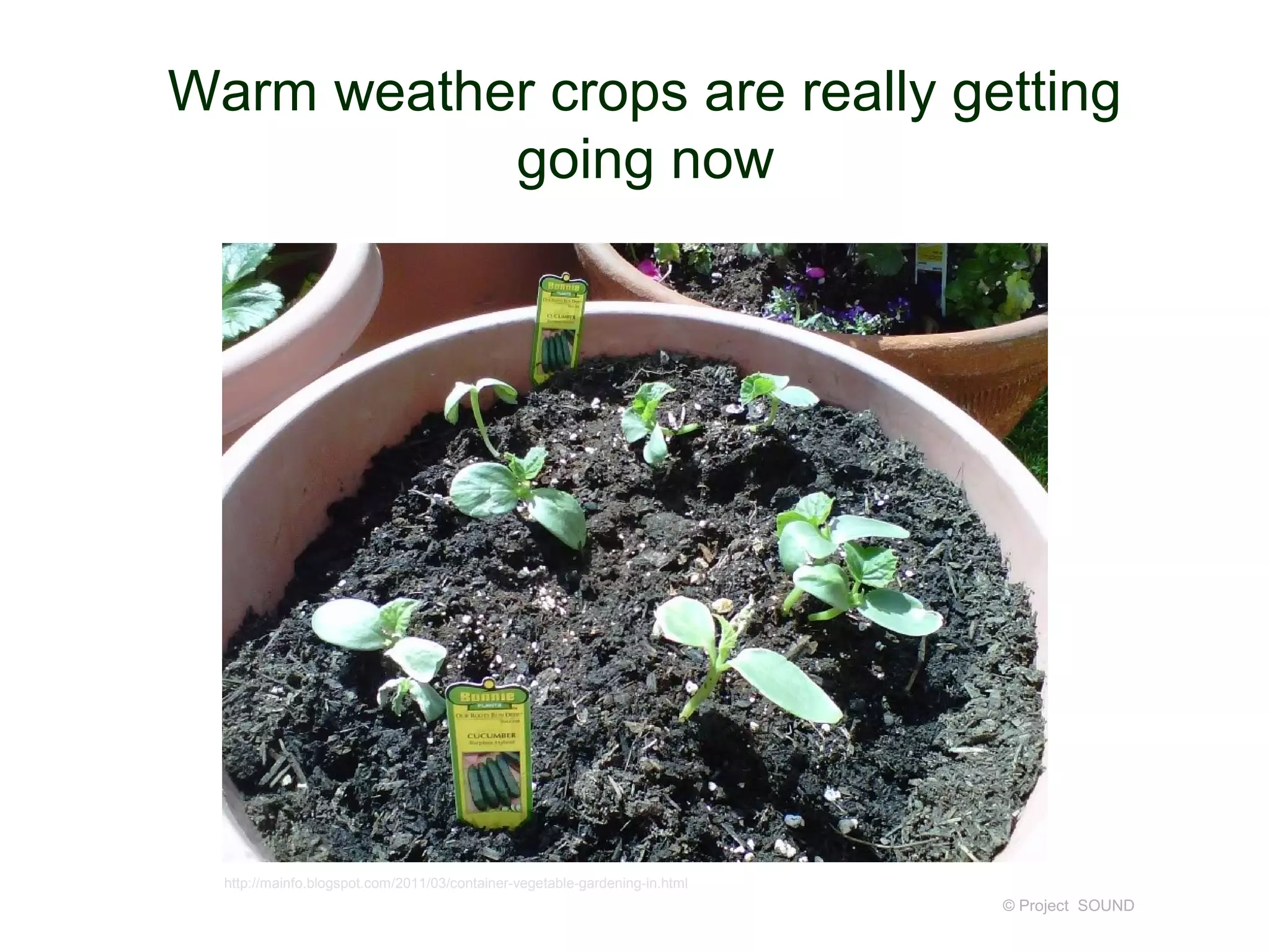 Warm weather crops are really getting
           going now




  http://mainfo.blogspot.com/2011/03/container-vegetable-gardening-in.html
                                                                             © Project SOUND
 