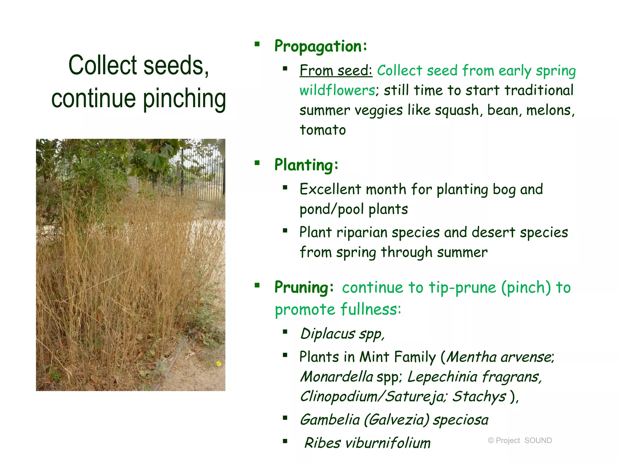  Propagation:
 Collect seeds,         From seed: Collect seed from early spring
                         wildflowers; still time to start traditional
continue pinching        summer veggies like squash, bean, melons,
                         tomato

                     Planting:
                        Excellent month for planting bog and
                         pond/pool plants
                        Plant riparian species and desert species
                         from spring through summer

                     Pruning: continue to tip-prune (pinch) to
                      promote fullness:
                        Diplacus spp,
                        Plants in Mint Family (Mentha arvense;
                         Monardella spp; Lepechinia fragrans,
                         Clinopodium/Satureja; Stachys ),
                        Gambelia (Galvezia) speciosa
                          Ribes viburnifolium          © Project SOUND
 