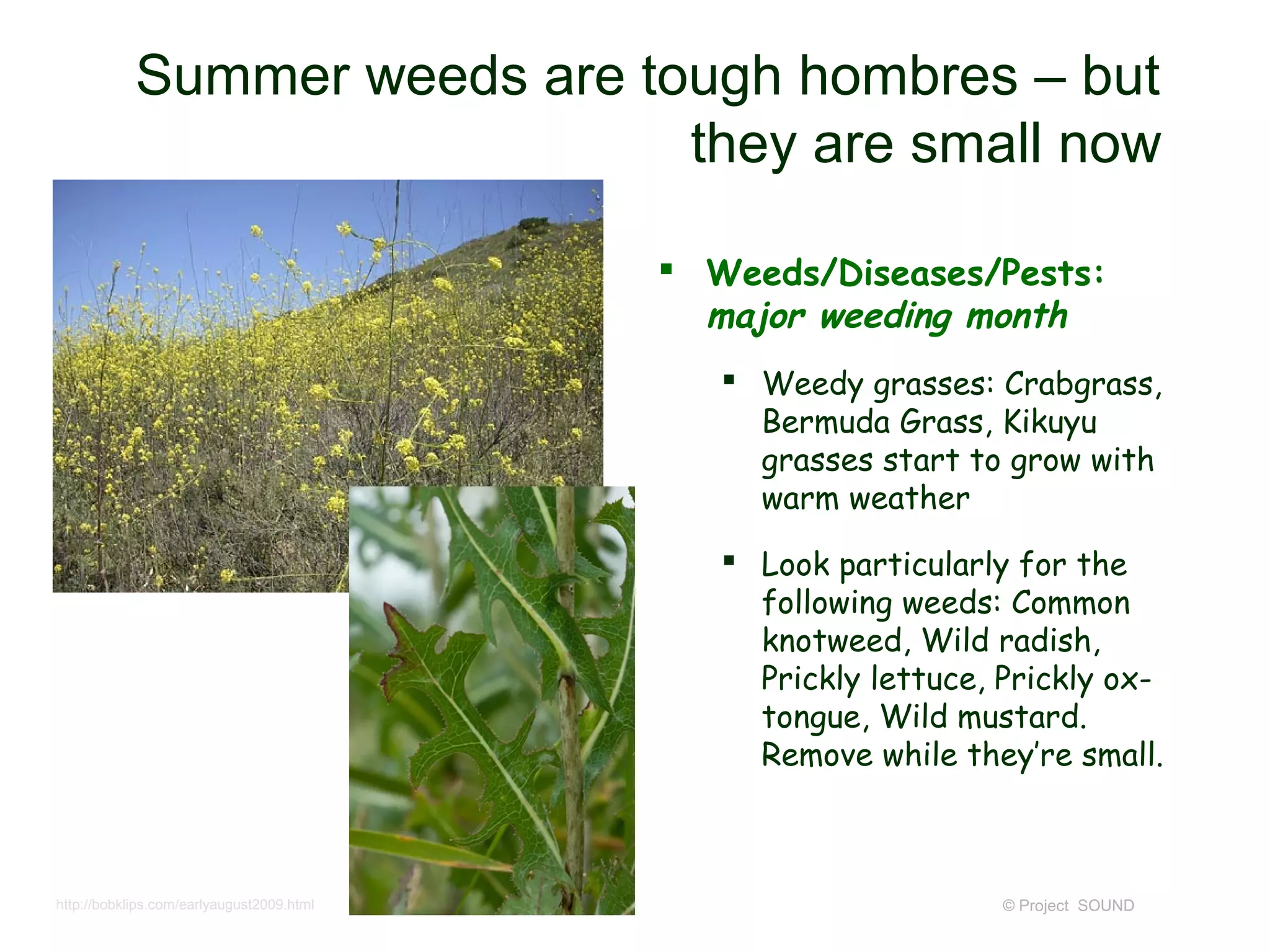 Summer weeds are tough hombres – but
                               they are small now

                                            Weeds/Diseases/Pests:
                                             major weeding month
                                               Weedy grasses: Crabgrass,
                                                Bermuda Grass, Kikuyu
                                                grasses start to grow with
                                                warm weather
                                               Look particularly for the
                                                following weeds: Common
                                                knotweed, Wild radish,
                                                Prickly lettuce, Prickly ox-
                                                tongue, Wild mustard.
                                                Remove while they’re small.



http://bobklips.com/earlyaugust2009.html                         © Project SOUND
 
