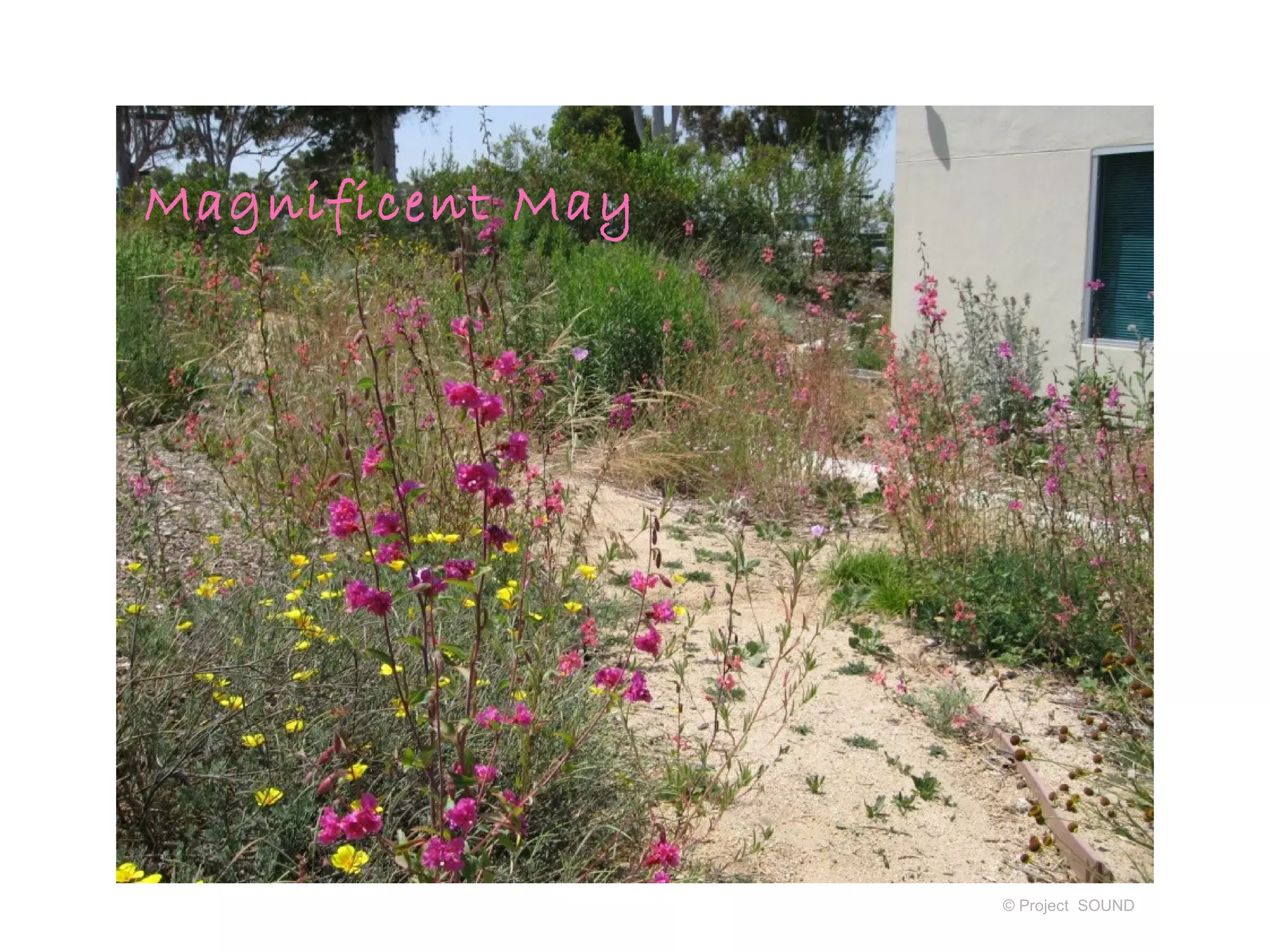 Magnificent May




                  © Project SOUND
 