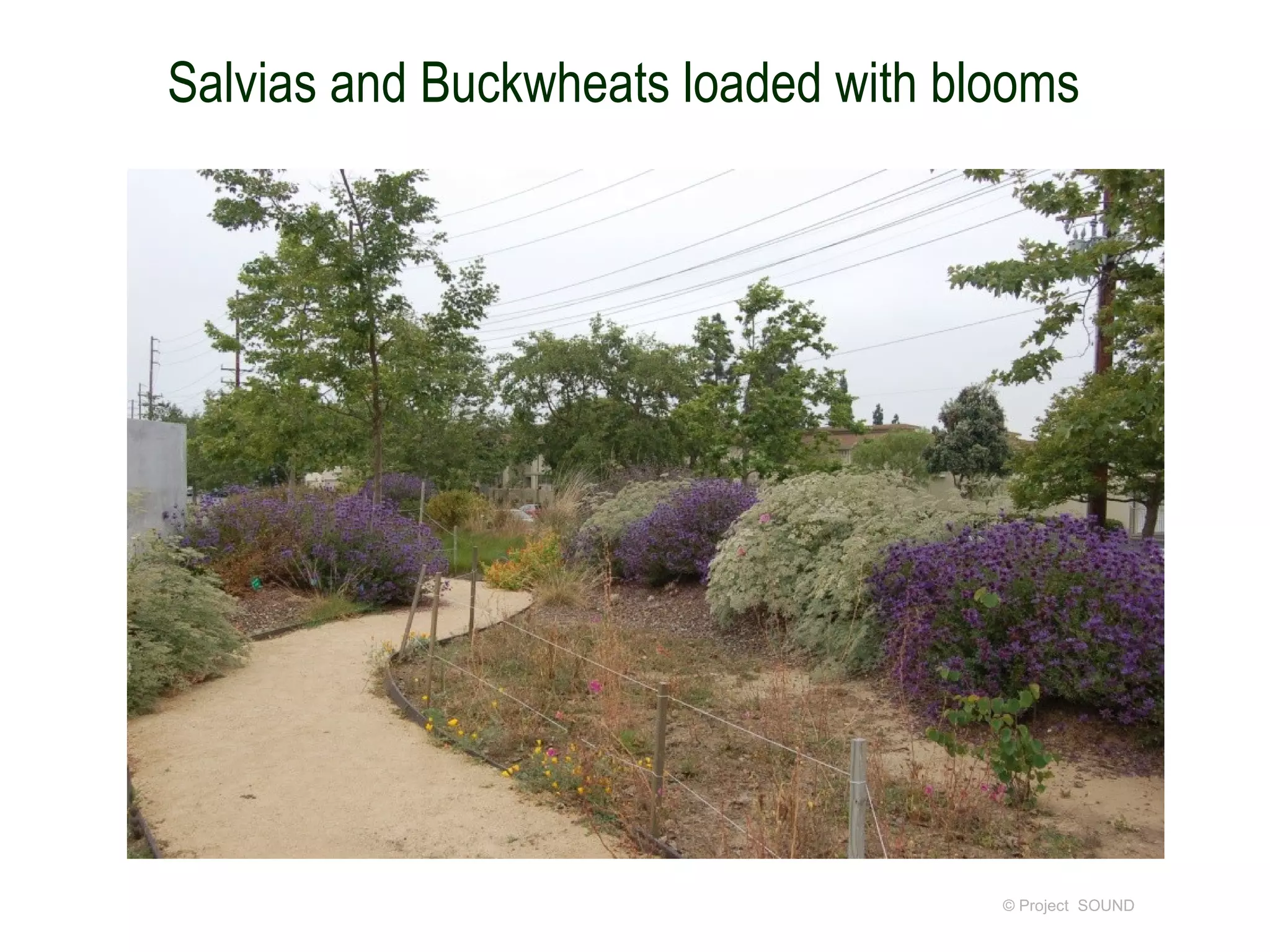 Salvias and Buckwheats loaded with blooms




                                     © Project SOUND
 