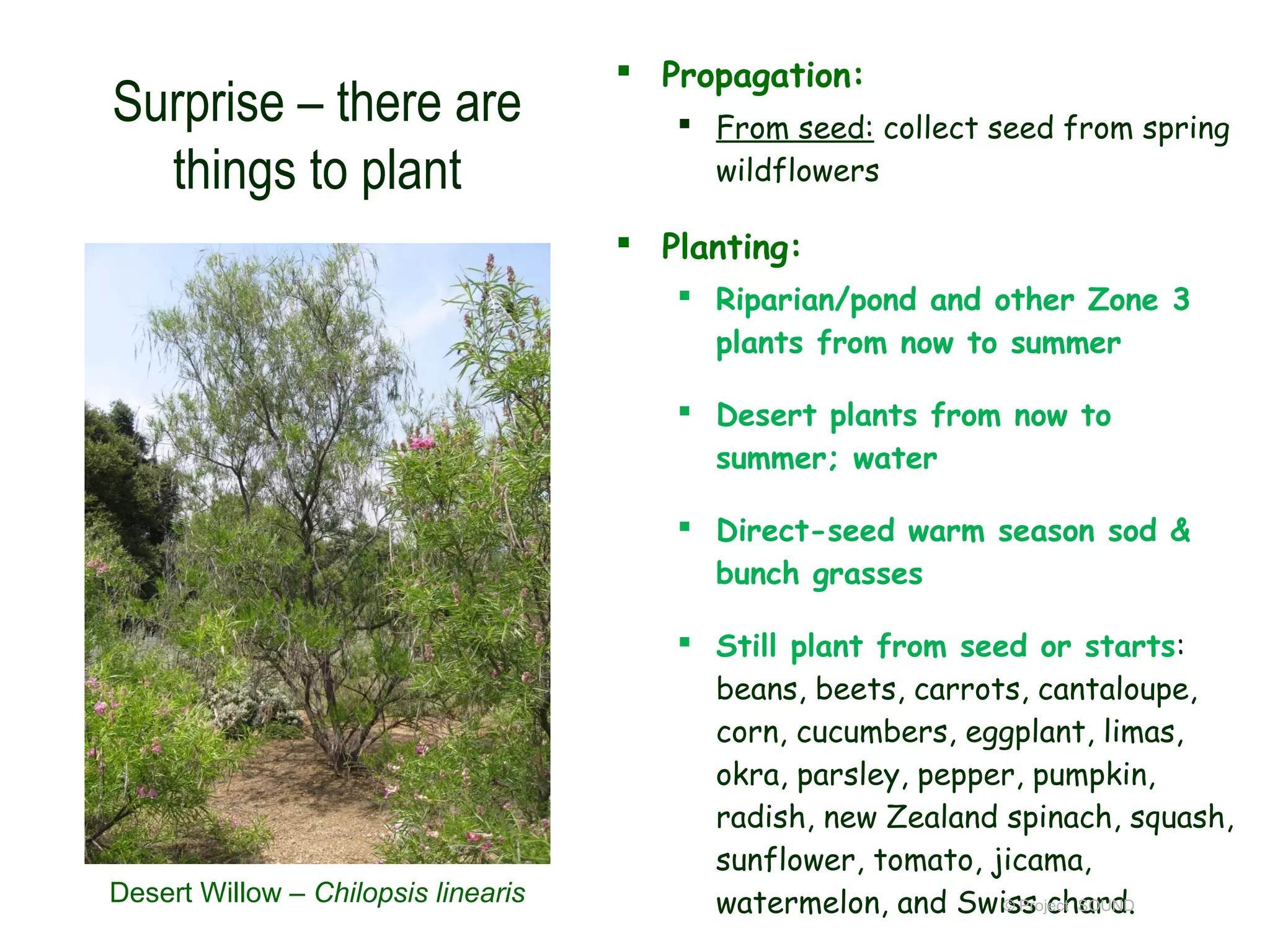  Propagation:
Surprise – there are                     From seed: collect seed from spring
  things to plant                         wildflowers

                                      Planting:
                                         Riparian/pond and other Zone 3
                                          plants from now to summer

                                         Desert plants from now to
                                          summer; water

                                         Direct-seed warm season sod &
                                          bunch grasses

                                         Still plant from seed or starts:
                                          beans, beets, carrots, cantaloupe,
                                          corn, cucumbers, eggplant, limas,
                                          okra, parsley, pepper, pumpkin,
                                          radish, new Zealand spinach, squash,
                                          sunflower, tomato, jicama,
Desert Willow – Chilopsis linearis        watermelon, and Swiss chard.
                                                              © Project SOUND
 