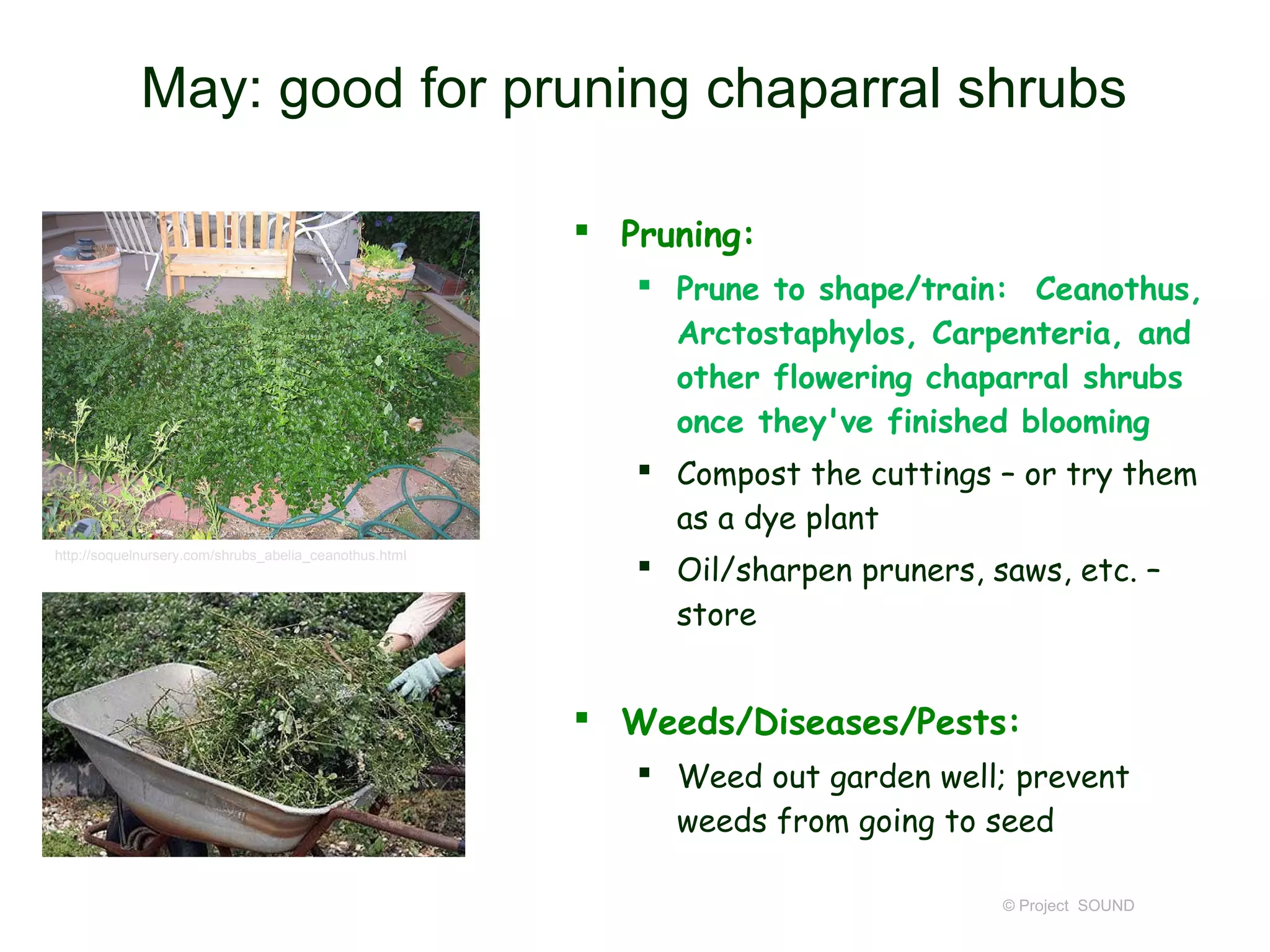May: good for pruning chaparral shrubs

                                                         Pruning:
                                                            Prune to shape/train: Ceanothus,
                                                             Arctostaphylos, Carpenteria, and
                                                             other flowering chaparral shrubs
                                                             once they've finished blooming
                                                            Compost the cuttings – or try them
                                                             as a dye plant
                                                            Oil/sharpen pruners, saws, etc. –
http://soquelnursery.com/shrubs_abelia_ceanothus.html



                                                             store


                                                         Weeds/Diseases/Pests:
                                                            Weed out garden well; prevent
                                                             weeds from going to seed

                                                                                   © Project SOUND
 