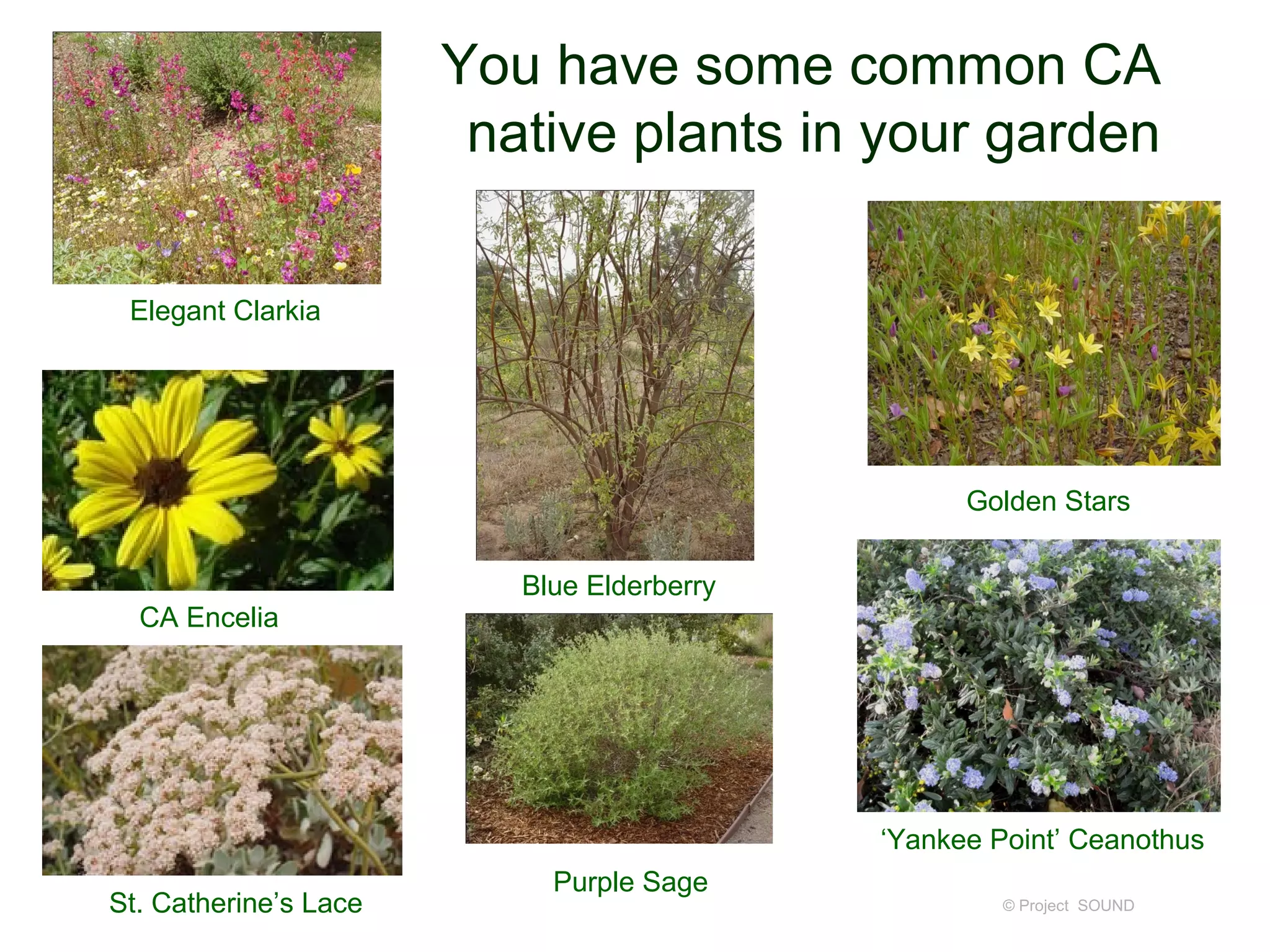 You have some common CA
                        native plants in your garden

 Elegant Clarkia




                                                  Golden Stars


                          Blue Elderberry
  CA Encelia




                                            ‘Yankee Point’ Ceanothus
                            Purple Sage
St. Catherine’s Lace                                 © Project SOUND
 