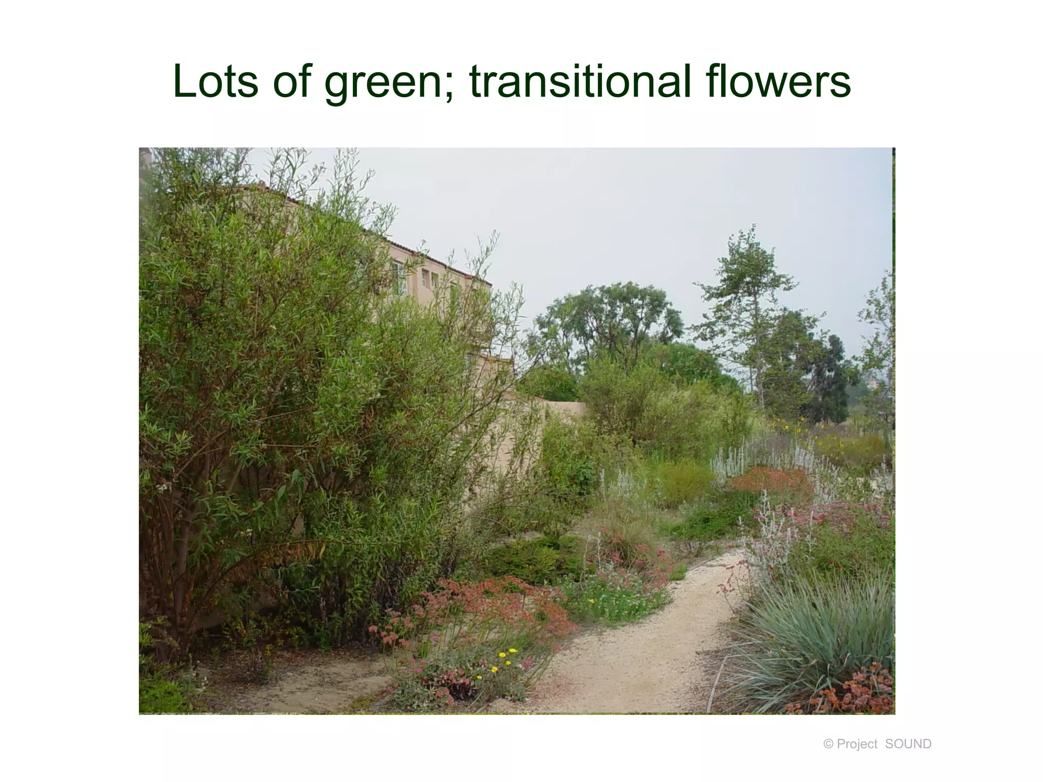 Lots of green; transitional flowers




                                 © Project SOUND
 