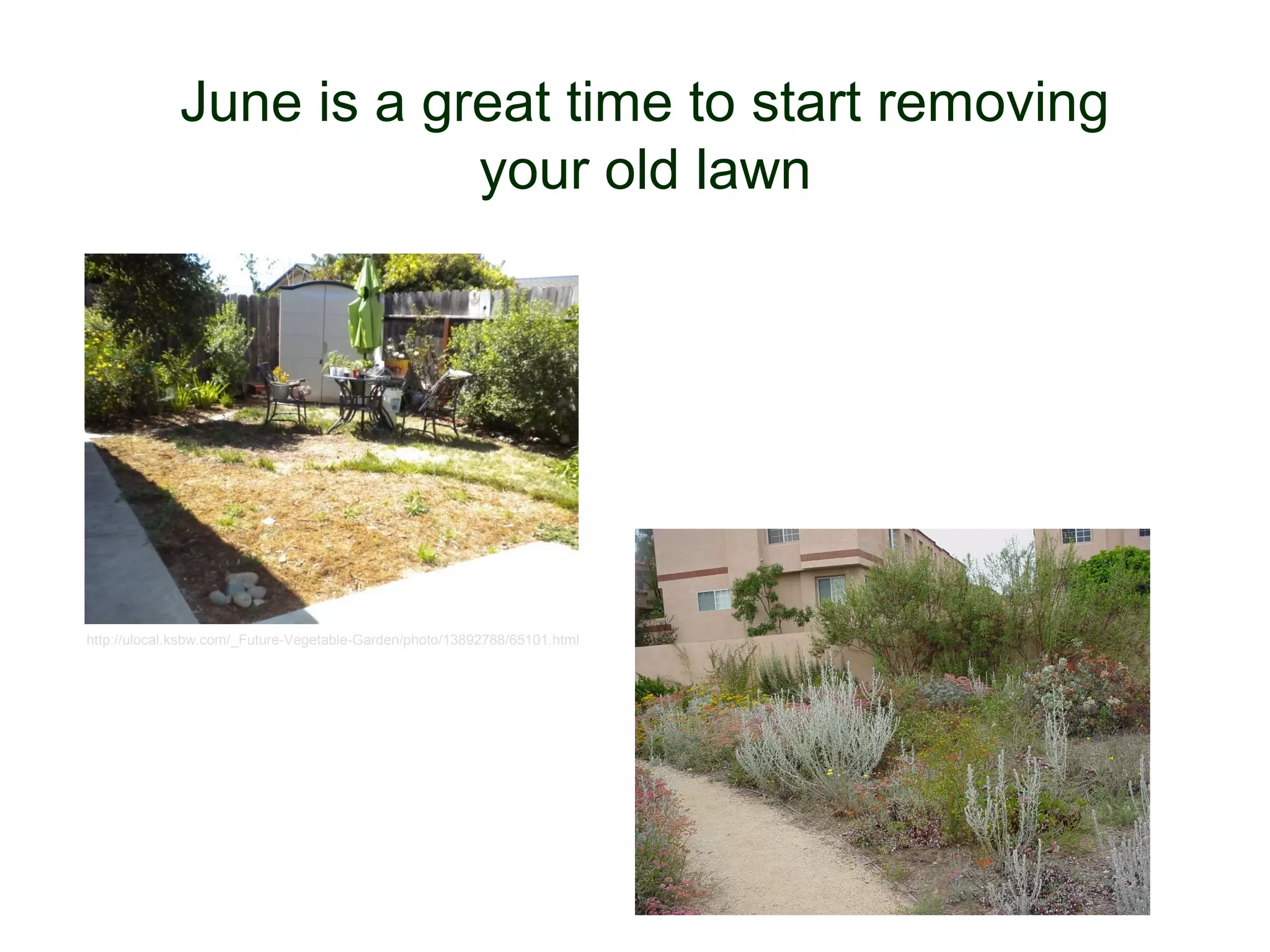 June is a great time to start removing
                         your old lawn




http://ulocal.ksbw.com/_Future-Vegetable-Garden/photo/13892788/65101.html




                                                                            © Project SOUND
 