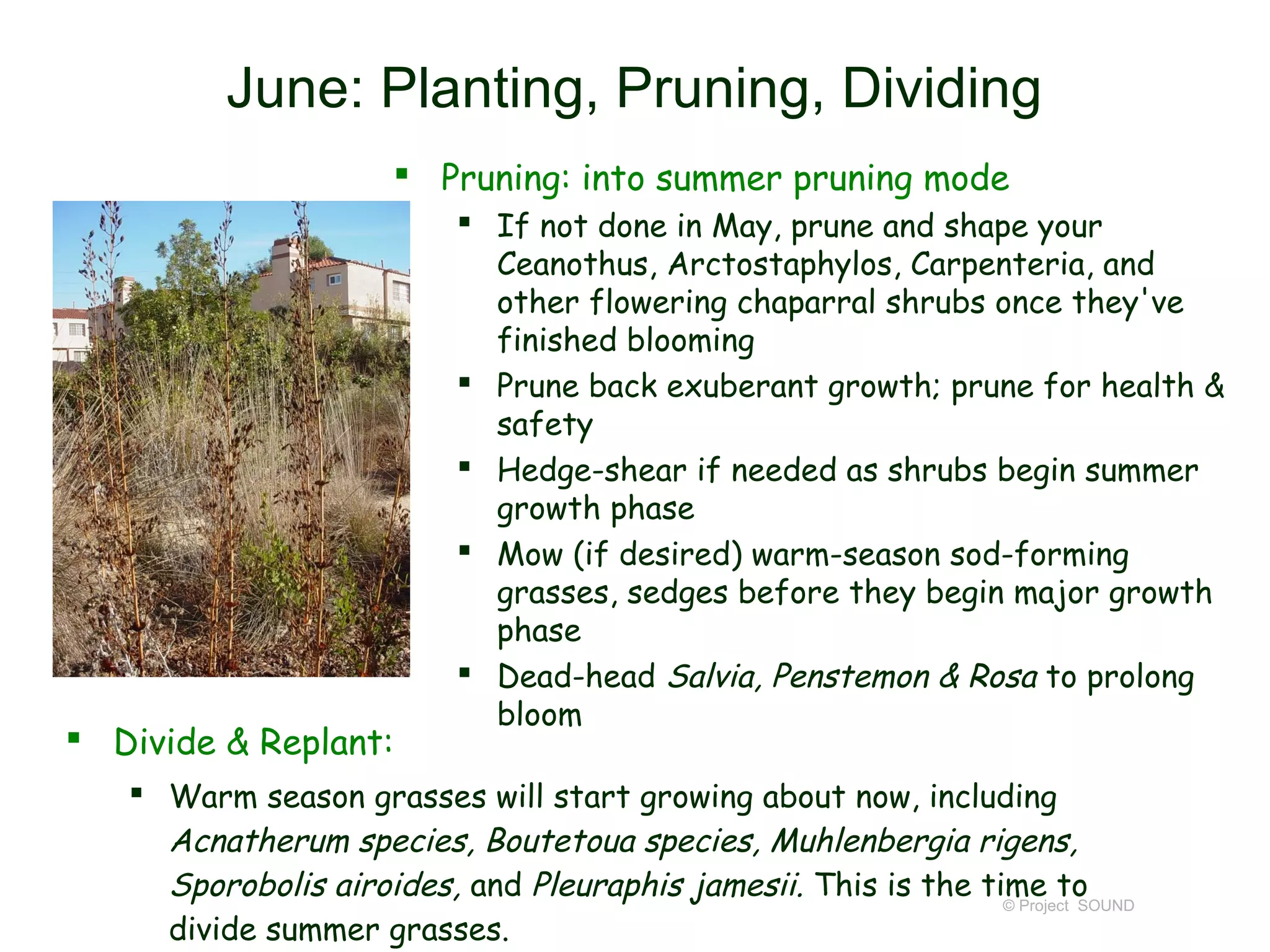 June: Planting, Pruning, Dividing
                       Pruning: into summer pruning mode
                            If not done in May, prune and shape your
                             Ceanothus, Arctostaphylos, Carpenteria, and
                             other flowering chaparral shrubs once they've
                             finished blooming
                            Prune back exuberant growth; prune for health &
                             safety
                            Hedge-shear if needed as shrubs begin summer
                             growth phase
                            Mow (if desired) warm-season sod-forming
                             grasses, sedges before they begin major growth
                             phase
                            Dead-head Salvia, Penstemon & Rosa to prolong
                             bloom
 Divide & Replant:
    Warm season grasses will start growing about now, including
     Acnatherum species, Boutetoua species, Muhlenbergia rigens,
     Sporobolis airoides, and Pleuraphis jamesii. This is the time to
                                                                © Project SOUND
     divide summer grasses.
 