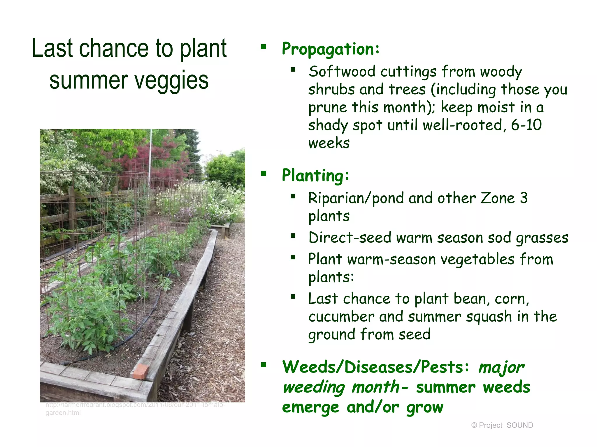 Last chance to plant                                            Propagation:
                                                                   Softwood cuttings from woody
 summer veggies                                                     shrubs and trees (including those you
                                                                    prune this month); keep moist in a
                                                                    shady spot until well-rooted, 6-10
                                                                    weeks

                                                                Planting:
                                                                   Riparian/pond and other Zone 3
                                                                    plants
                                                                   Direct-seed warm season sod grasses
                                                                   Plant warm-season vegetables from
                                                                    plants:
                                                                   Last chance to plant bean, corn,
                                                                    cucumber and summer squash in the
                                                                    ground from seed

                                                                Weeds/Diseases/Pests: major
                                                                 weeding month- summer weeds
 http://farmerfredrant.blogspot.com/2011/06/our-2011-tomato-
 garden.html                                                     emerge and/or grow
                                                                                           © Project SOUND
 