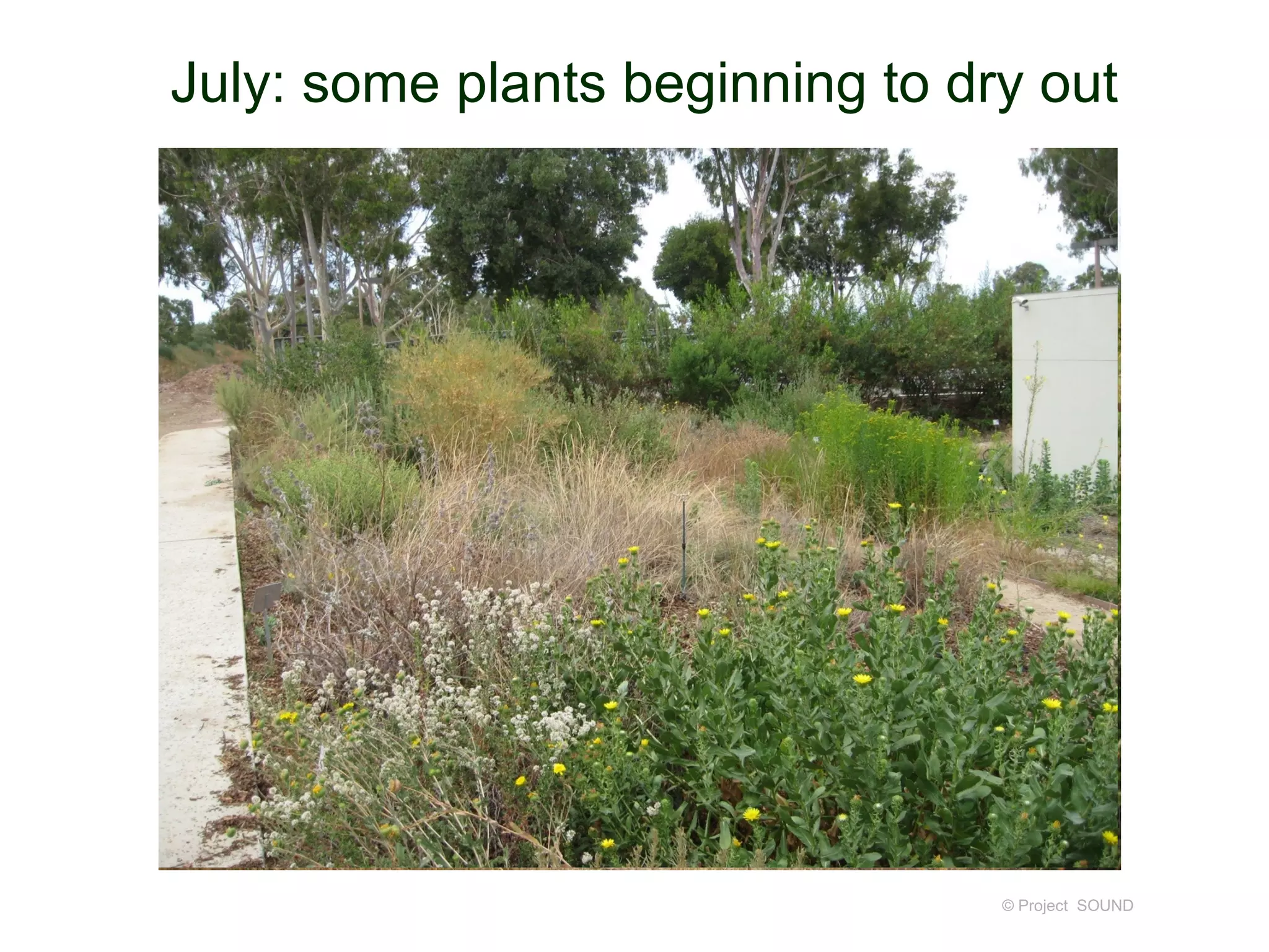 July: some plants beginning to dry out




                                 © Project SOUND
 