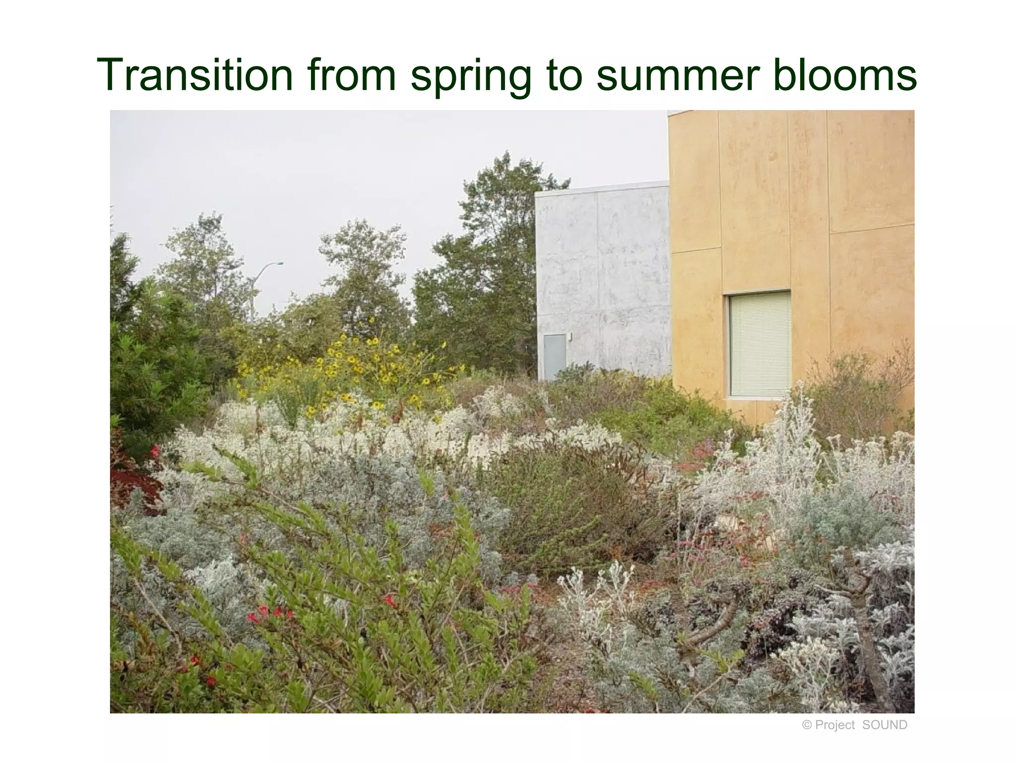Transition from spring to summer blooms




                                 © Project SOUND
 