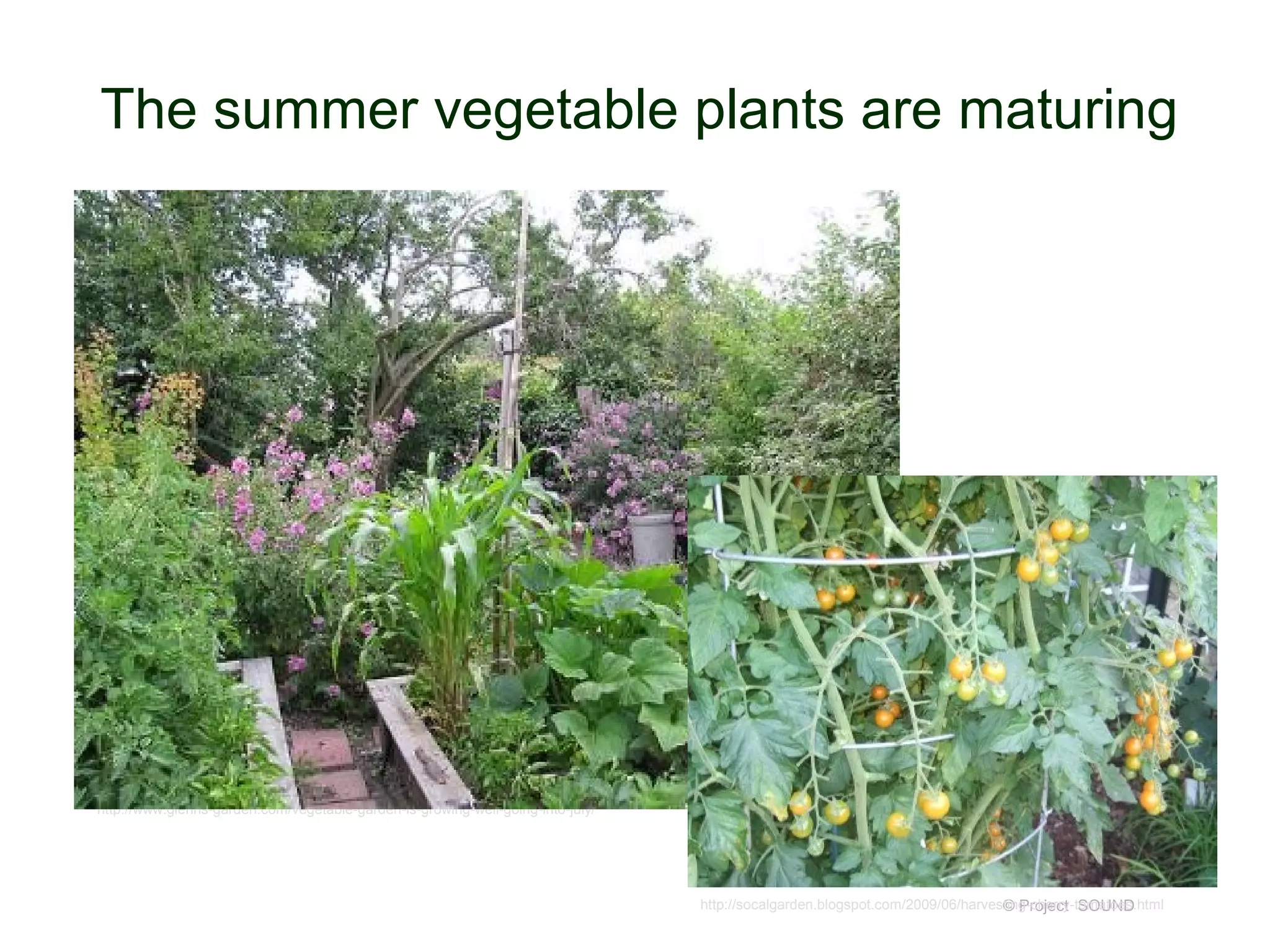 The summer vegetable plants are maturing




http://www.glenns-garden.com/vegetable-garden-is-growing-well-going-into-july/




                                                                                 http://socalgarden.blogspot.com/2009/06/harvesting-cherry-tomatoes.html
                                                                                                                               © Project SOUND
 