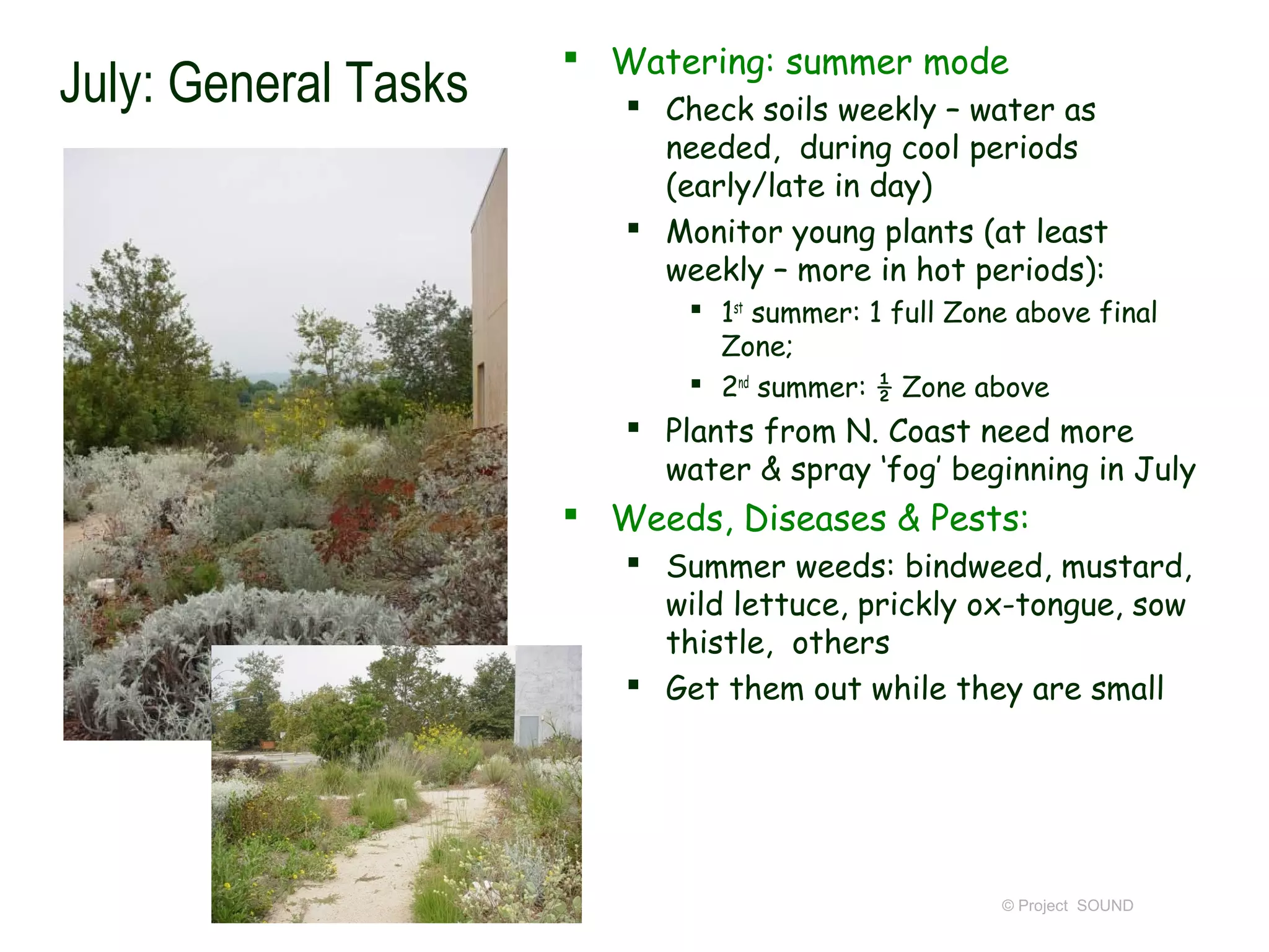  Watering: summer mode
July: General Tasks       Check soils weekly – water as
                           needed, during cool periods
                           (early/late in day)
                          Monitor young plants (at least
                           weekly – more in hot periods):
                              1st summer: 1 full Zone above final
                               Zone;
                              2nd summer: ½ Zone above
                          Plants from N. Coast need more
                           water & spray ‘fog’ beginning in July
                       Weeds, Diseases & Pests:
                          Summer weeds: bindweed, mustard,
                           wild lettuce, prickly ox-tongue, sow
                           thistle, others
                          Get them out while they are small




                                                     © Project SOUND
 
