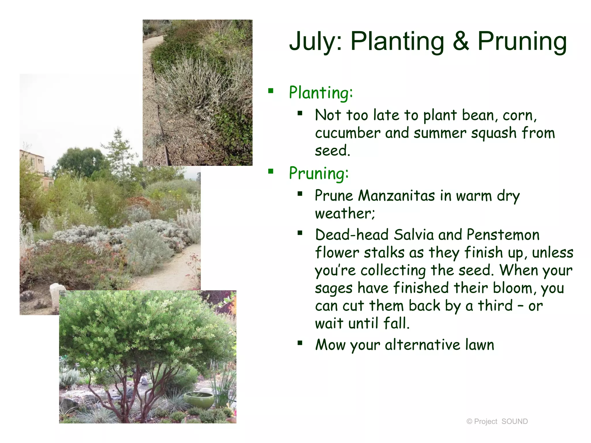 July: Planting & Pruning
 Planting:
    Not too late to plant bean, corn,
     cucumber and summer squash from
     seed.
 Pruning:
    Prune Manzanitas in warm dry
     weather;
    Dead-head Salvia and Penstemon
     flower stalks as they finish up, unless
     you’re collecting the seed. When your
     sages have finished their bloom, you
     can cut them back by a third – or
     wait until fall.
    Mow your alternative lawn




                            © Project SOUND
 