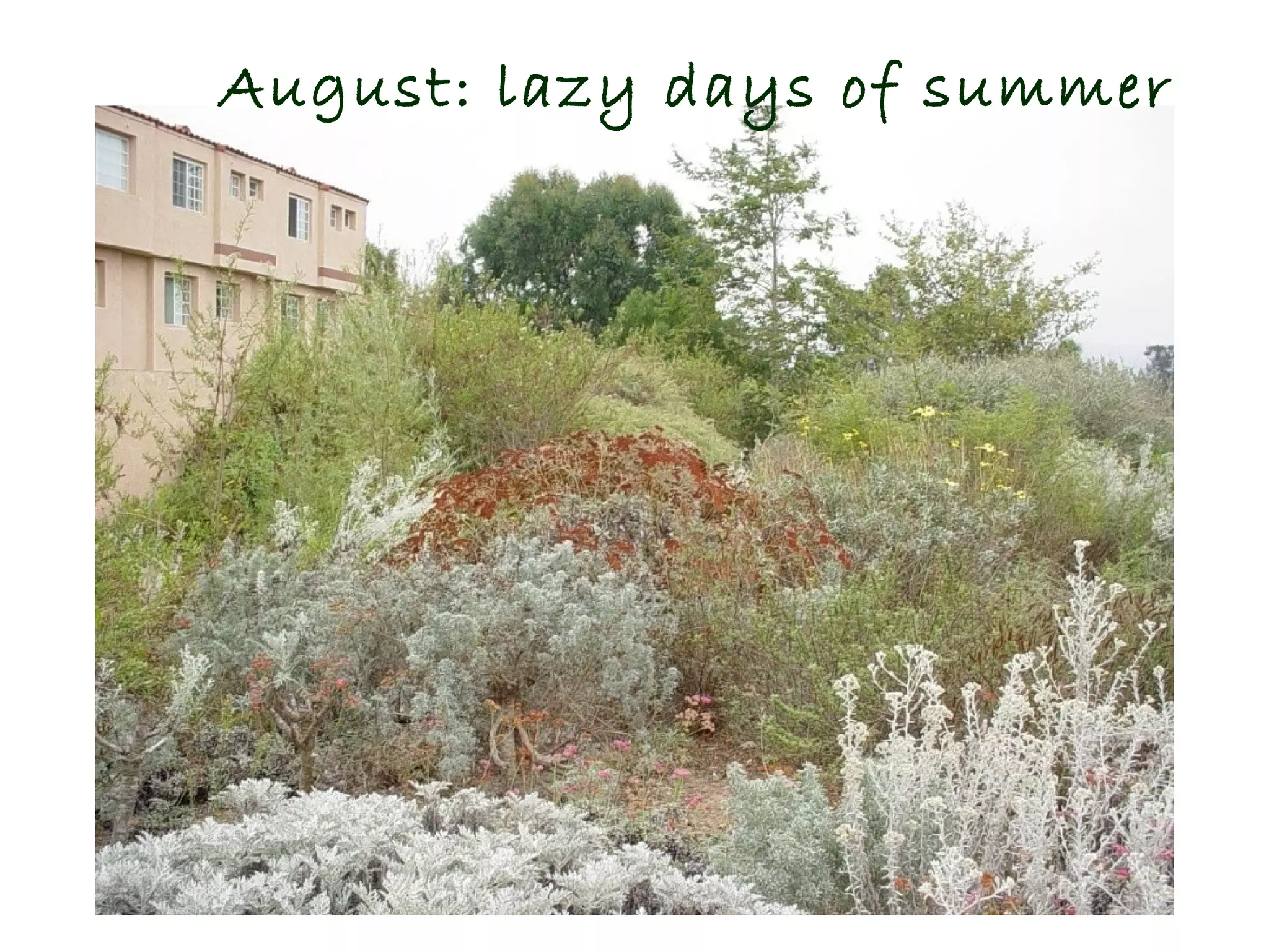 August: lazy days of summer




                      © Project SOUND
 