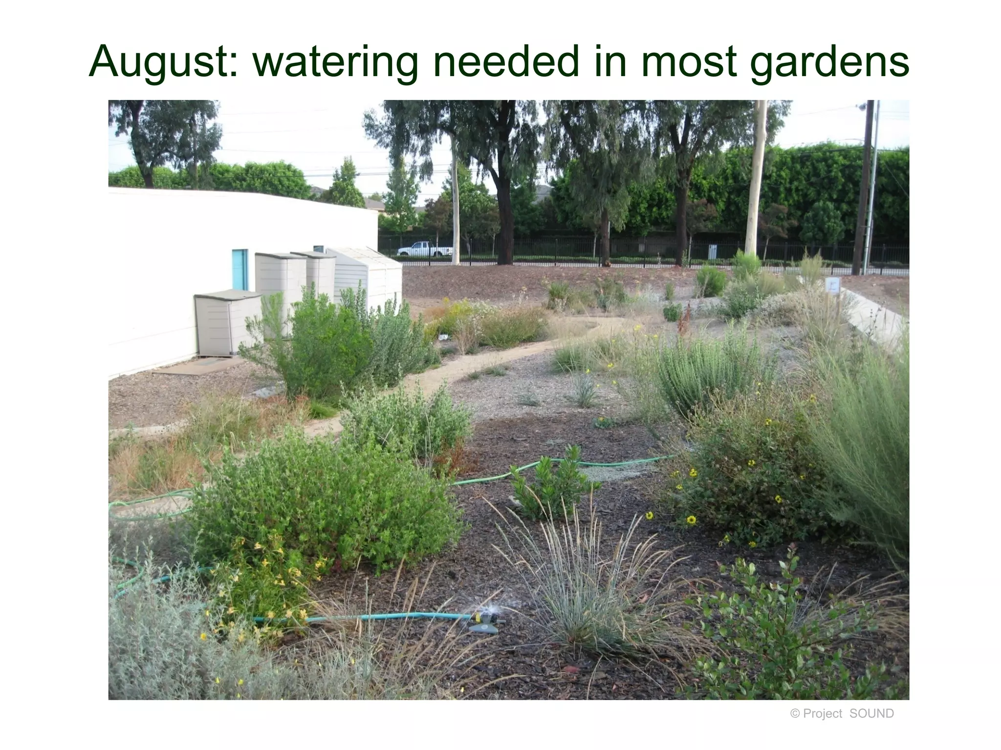 August: watering needed in most gardens




                                 © Project SOUND
 