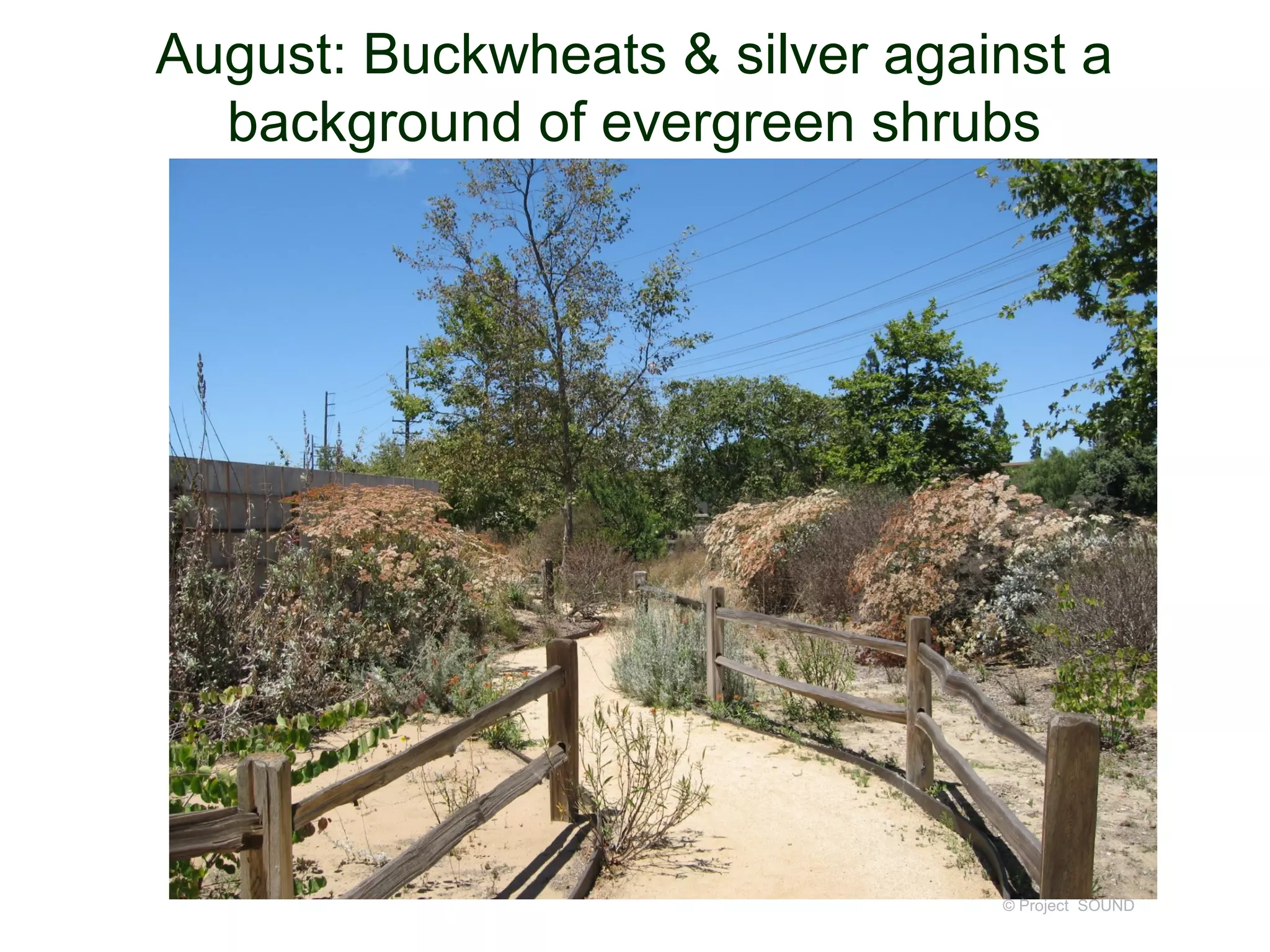 August: Buckwheats & silver against a
  background of evergreen shrubs




                                © Project SOUND
 