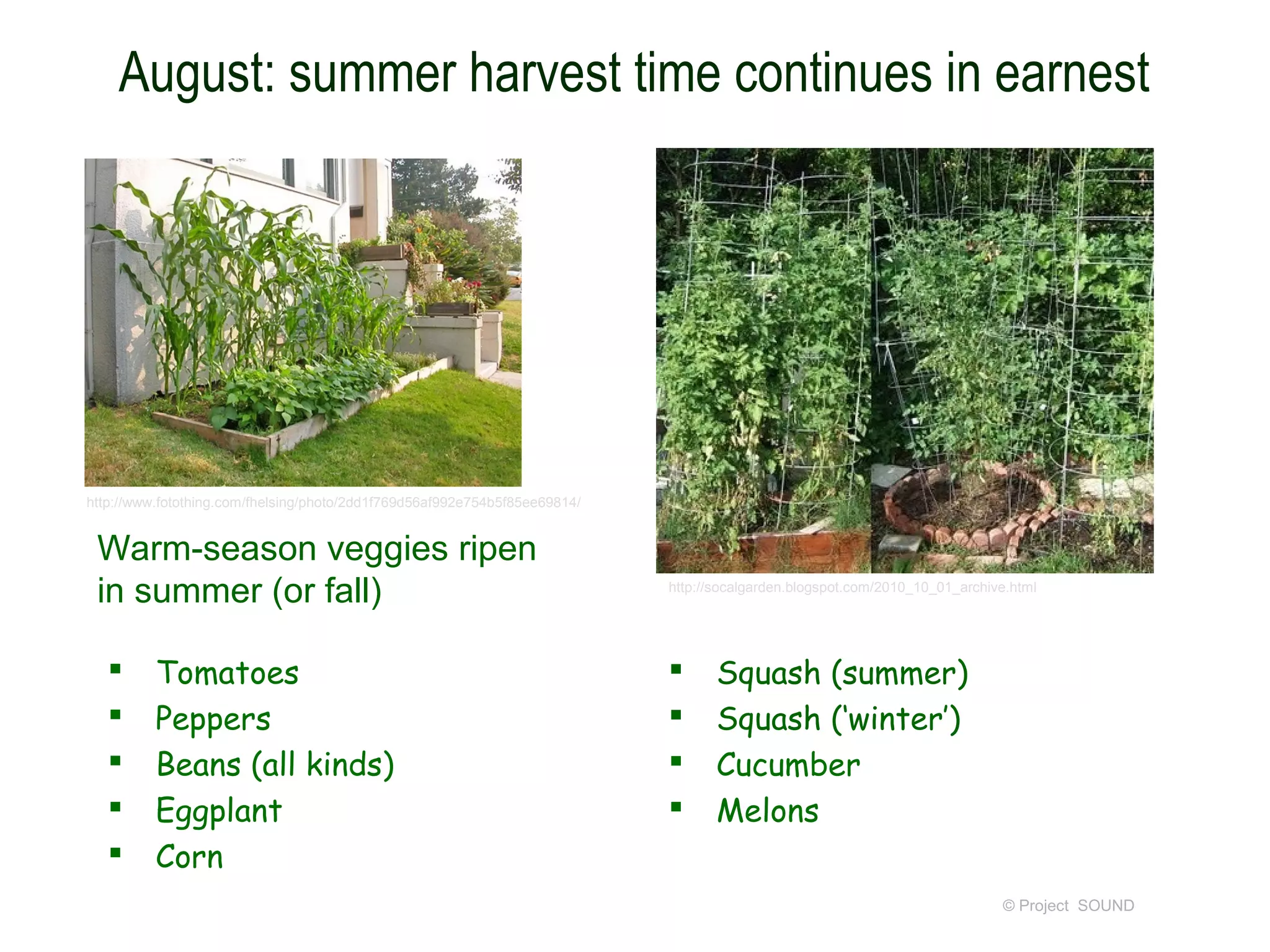 August: summer harvest time continues in earnest




http://www.fotothing.com/fhelsing/photo/2dd1f769d56af992e754b5f85ee69814/


 Warm-season veggies ripen
 in summer (or fall)                                                        http://socalgarden.blogspot.com/2010_10_01_archive.html




         Tomatoes                                                                Squash (summer)
         Peppers                                                                 Squash (‘winter’)
         Beans (all kinds)                                                       Cucumber
         Eggplant                                                                Melons
         Corn
                                                                                                                             © Project SOUND
 