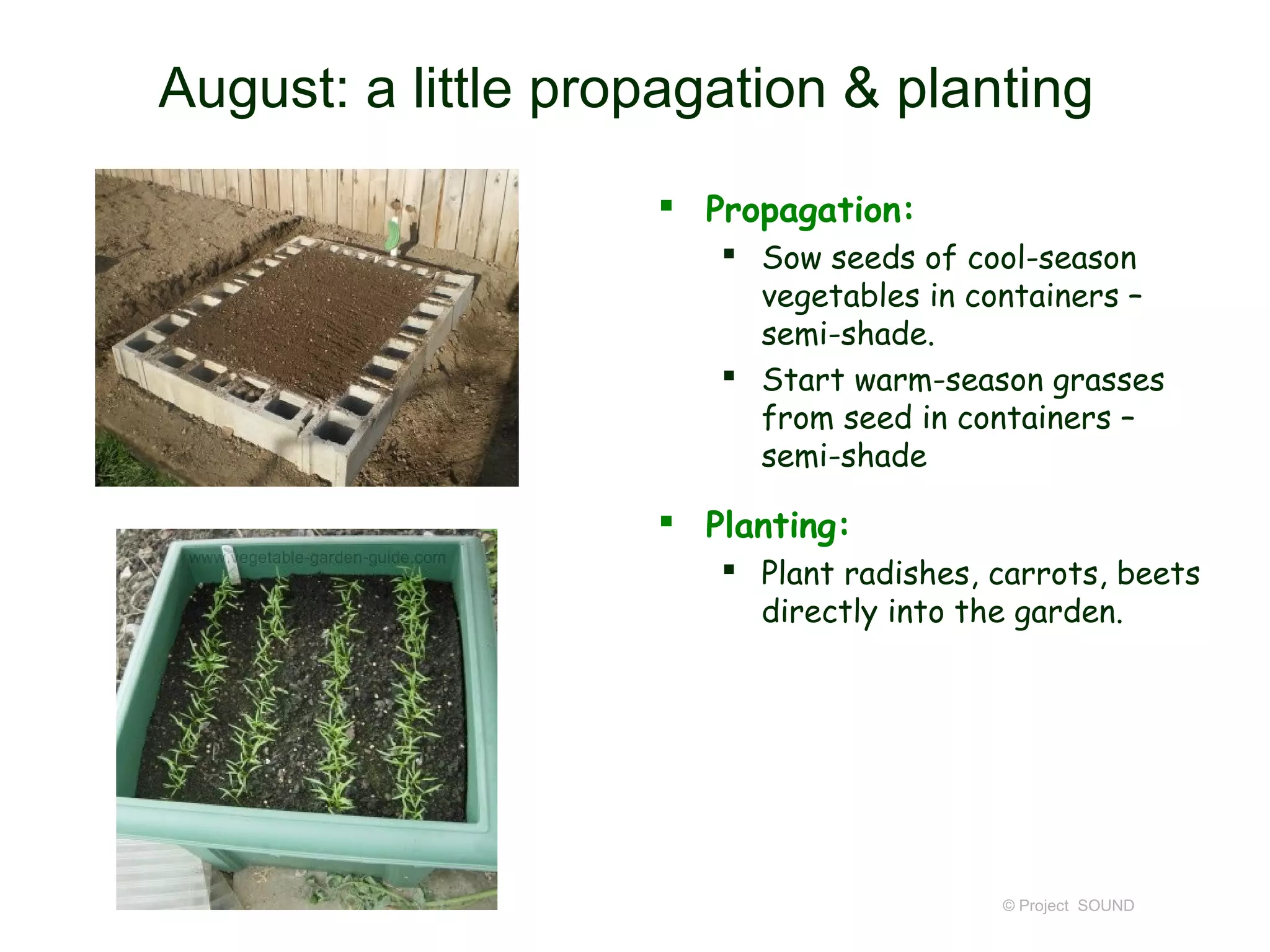 August: a little propagation & planting
                     Propagation:
                        Sow seeds of cool-season
                         vegetables in containers –
                         semi-shade.
                        Start warm-season grasses
                         from seed in containers –
                         semi-shade

                     Planting:
                        Plant radishes, carrots, beets
                         directly into the garden.




                                         © Project SOUND
 