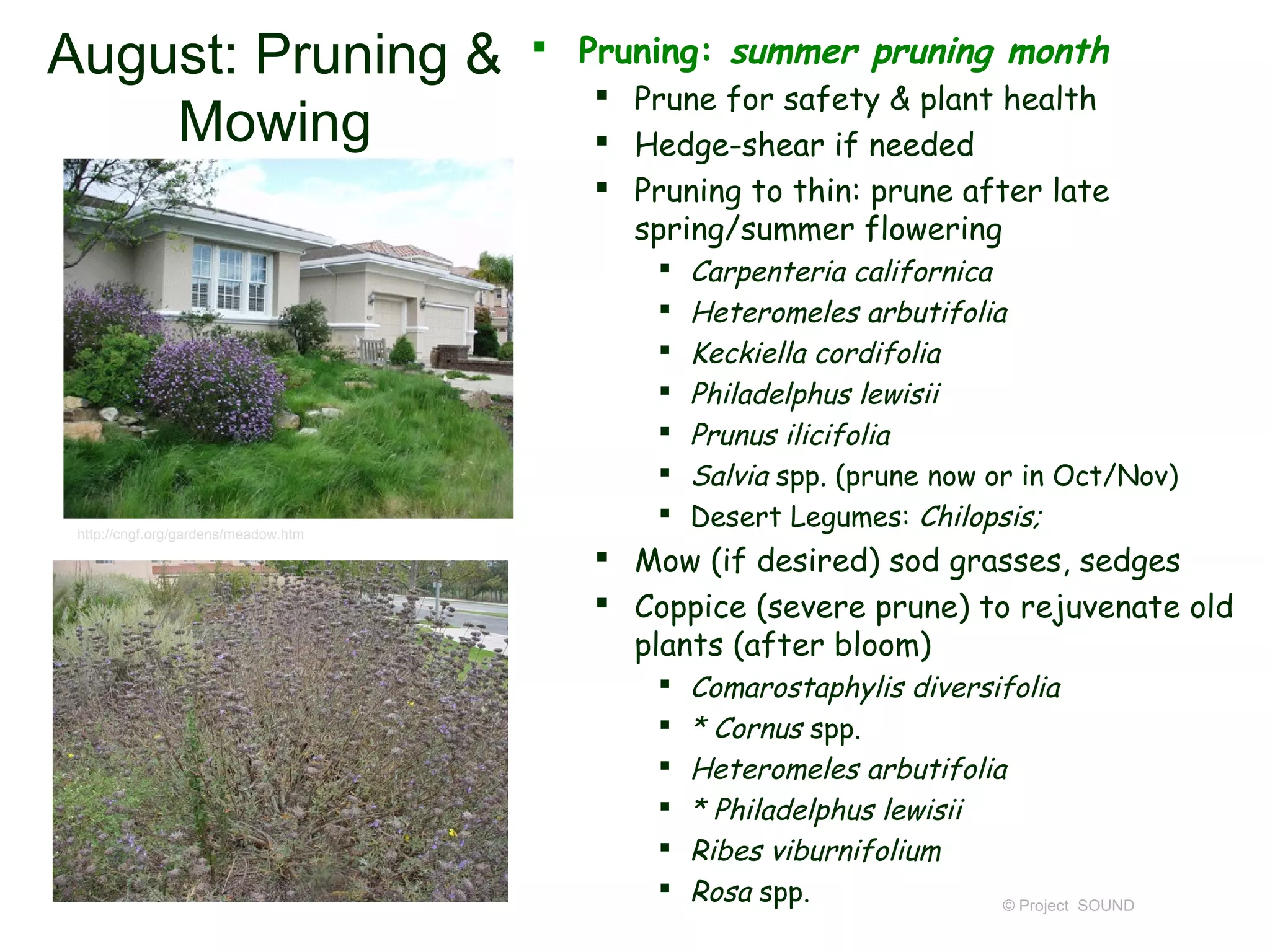 August: Pruning &                      Pruning: summer pruning month
                                          Prune for safety & plant health
    Mowing                                Hedge-shear if needed
                                          Pruning to thin: prune after late
                                           spring/summer flowering
                                                Carpenteria californica
                                                Heteromeles arbutifolia
                                                Keckiella cordifolia
                                                Philadelphus lewisii
                                                Prunus ilicifolia
                                                Salvia spp. (prune now or in Oct/Nov)
 http://cngf.org/gardens/meadow.htm
                                                Desert Legumes: Chilopsis;
                                          Mow (if desired) sod grasses, sedges
                                          Coppice (severe prune) to rejuvenate old
                                           plants (after bloom)
                                                Comarostaphylis diversifolia
                                                * Cornus spp.
                                                Heteromeles arbutifolia
                                                * Philadelphus lewisii
                                                Ribes viburnifolium
                                                Rosa spp.              © Project   SOUND
 