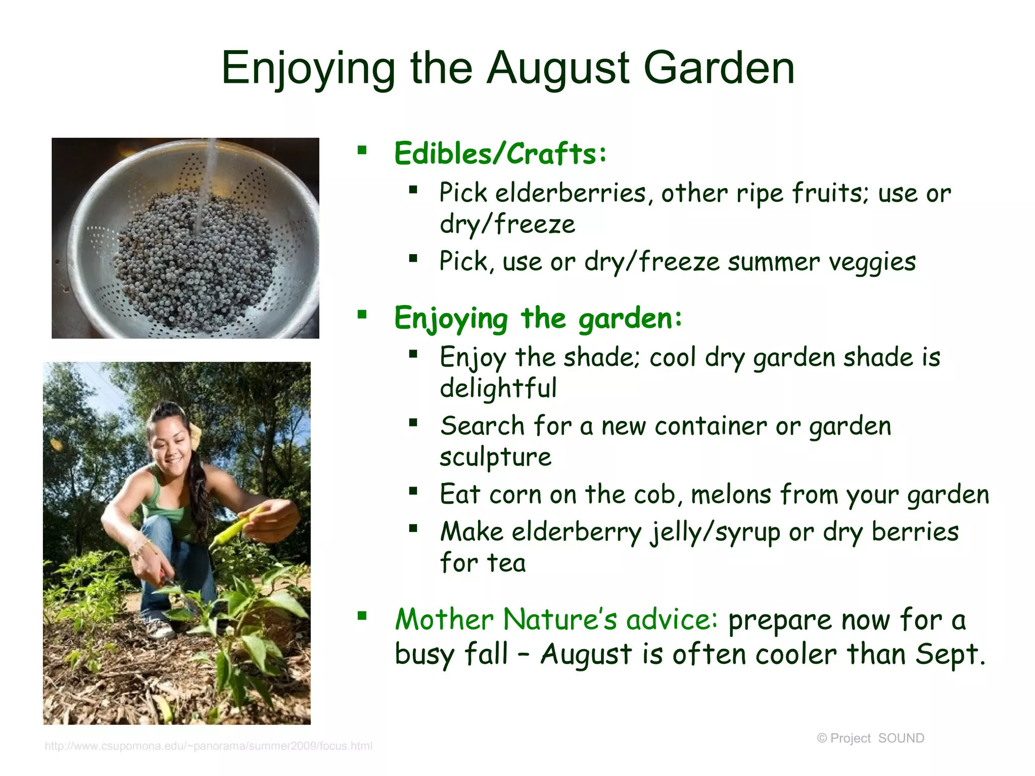 Enjoying the August Garden
                                                      Edibles/Crafts:
                                                            Pick elderberries, other ripe fruits; use or
                                                             dry/freeze
                                                            Pick, use or dry/freeze summer veggies

                                                      Enjoying the garden:
                                                            Enjoy the shade; cool dry garden shade is
                                                             delightful
                                                            Search for a new container or garden
                                                             sculpture
                                                            Eat corn on the cob, melons from your garden
                                                            Make elderberry jelly/syrup or dry berries
                                                             for tea

                                                      Mother Nature’s advice: prepare now for a
                                                       busy fall – August is often cooler than Sept.

                                                                                             © Project SOUND
http://www.csupomona.edu/~panorama/summer2009/focus.html
 