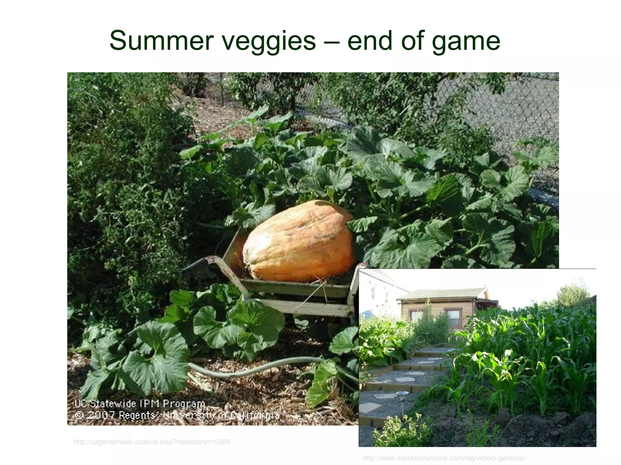Summer veggies – end of game




http://cagardenweb.ucdavis.edu/?repository=10369                                           © Project SOUND
                                                   http://www.slowfamilyonline.com/tag/victory-gardens/
 