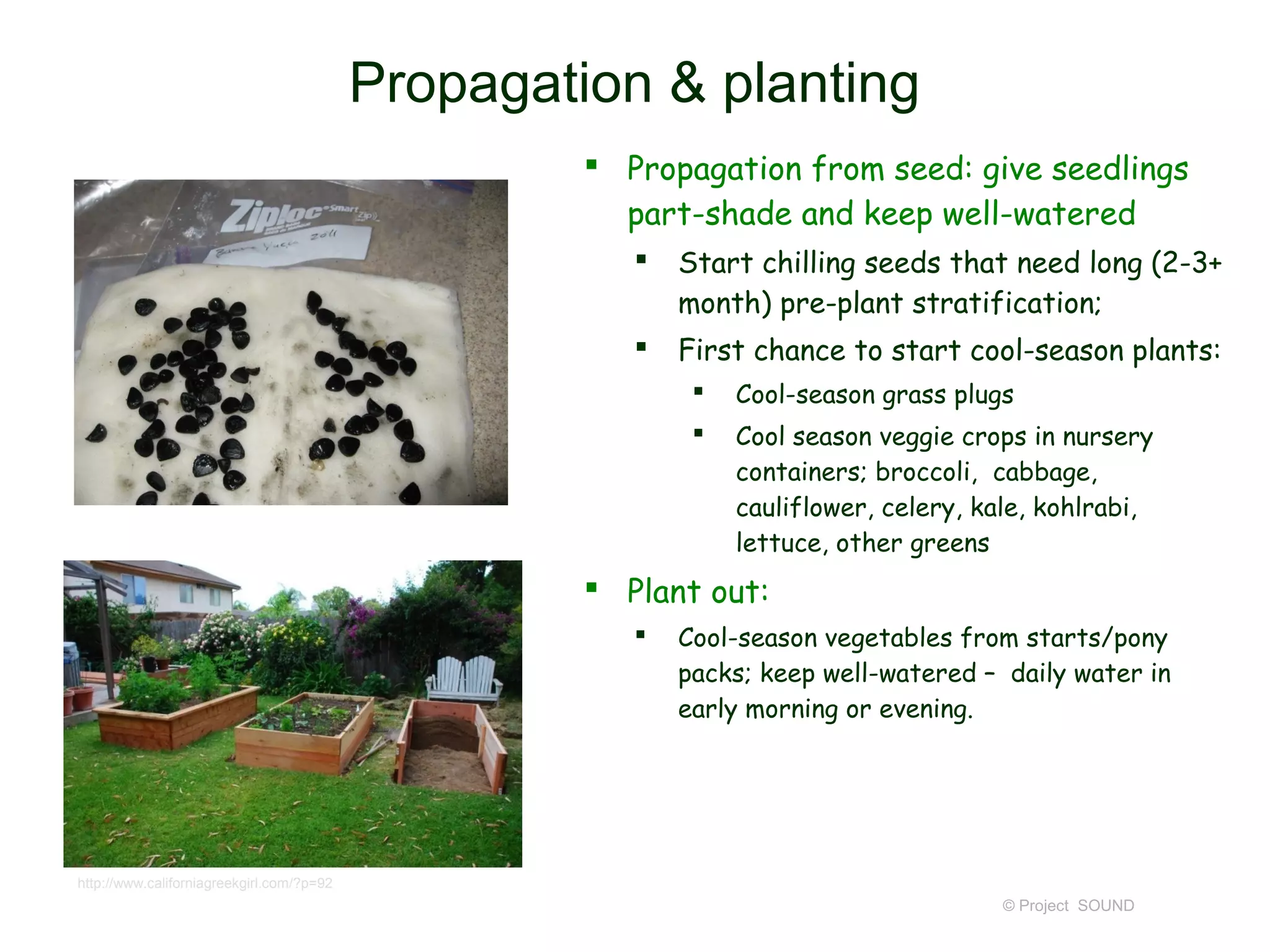 Propagation & planting
                                                     Propagation from seed: give seedlings
                                                      part-shade and keep well-watered
                                                          Start chilling seeds that need long (2-3+
                                                           month) pre-plant stratification;
                                                          First chance to start cool-season plants:
                                                               Cool-season grass plugs
                                                               Cool season veggie crops in nursery
                                                                containers; broccoli, cabbage,
                                                                cauliflower, celery, kale, kohlrabi,
                                                                lettuce, other greens
                                                     Plant out:
                                                          Cool-season vegetables from starts/pony
                                                           packs; keep well-watered – daily water in
                                                           early morning or evening.




http://www.californiagreekgirl.com/?p=92
                                                                                       © Project SOUND
 
