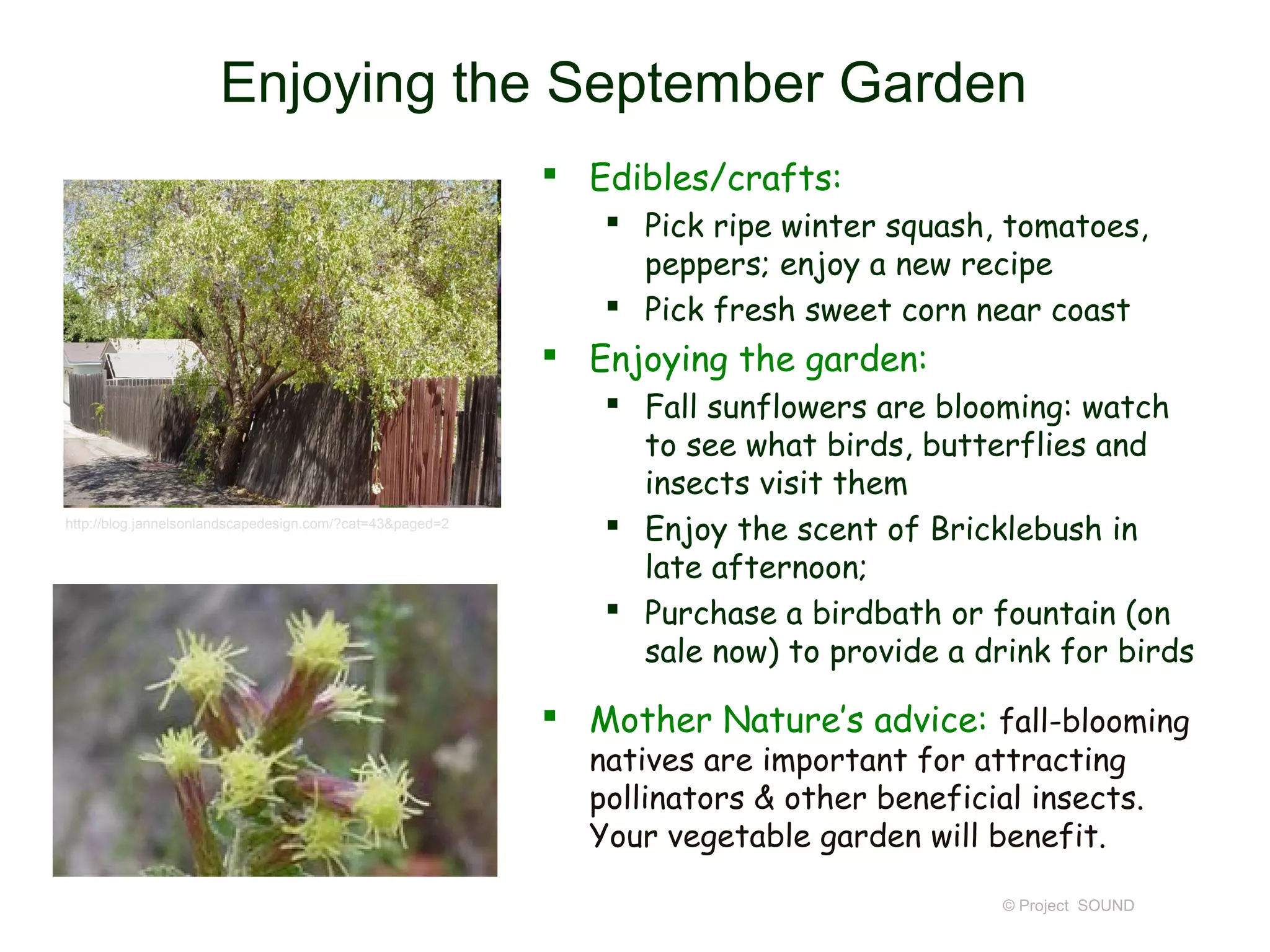 Enjoying the September Garden
                                                            Edibles/crafts:
                                                               Pick ripe winter squash, tomatoes,
                                                                peppers; enjoy a new recipe
                                                               Pick fresh sweet corn near coast
                                                            Enjoying the garden:
                                                               Fall sunflowers are blooming: watch
                                                                to see what birds, butterflies and
                                                                insects visit them
http://blog.jannelsonlandscapedesign.com/?cat=43&paged=2
                                                               Enjoy the scent of Bricklebush in
                                                                late afternoon;
                                                               Purchase a birdbath or fountain (on
                                                                sale now) to provide a drink for birds

                                                            Mother Nature’s advice: fall-blooming
                                                             natives are important for attracting
                                                             pollinators & other beneficial insects.
                                                             Your vegetable garden will benefit.

                                                                                          © Project SOUND
 