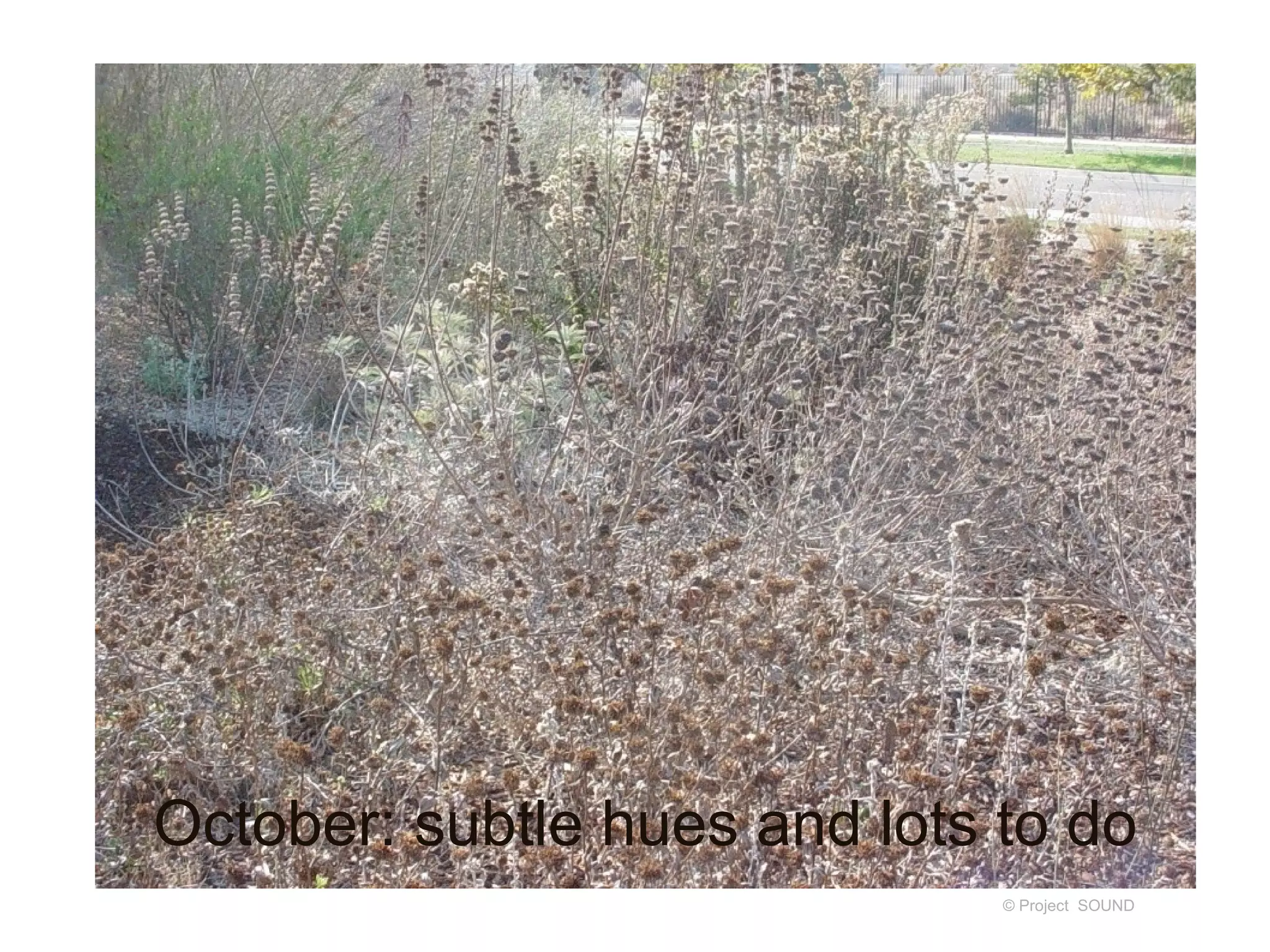 October: subtle hues and lots to do
                              © Project SOUND
 