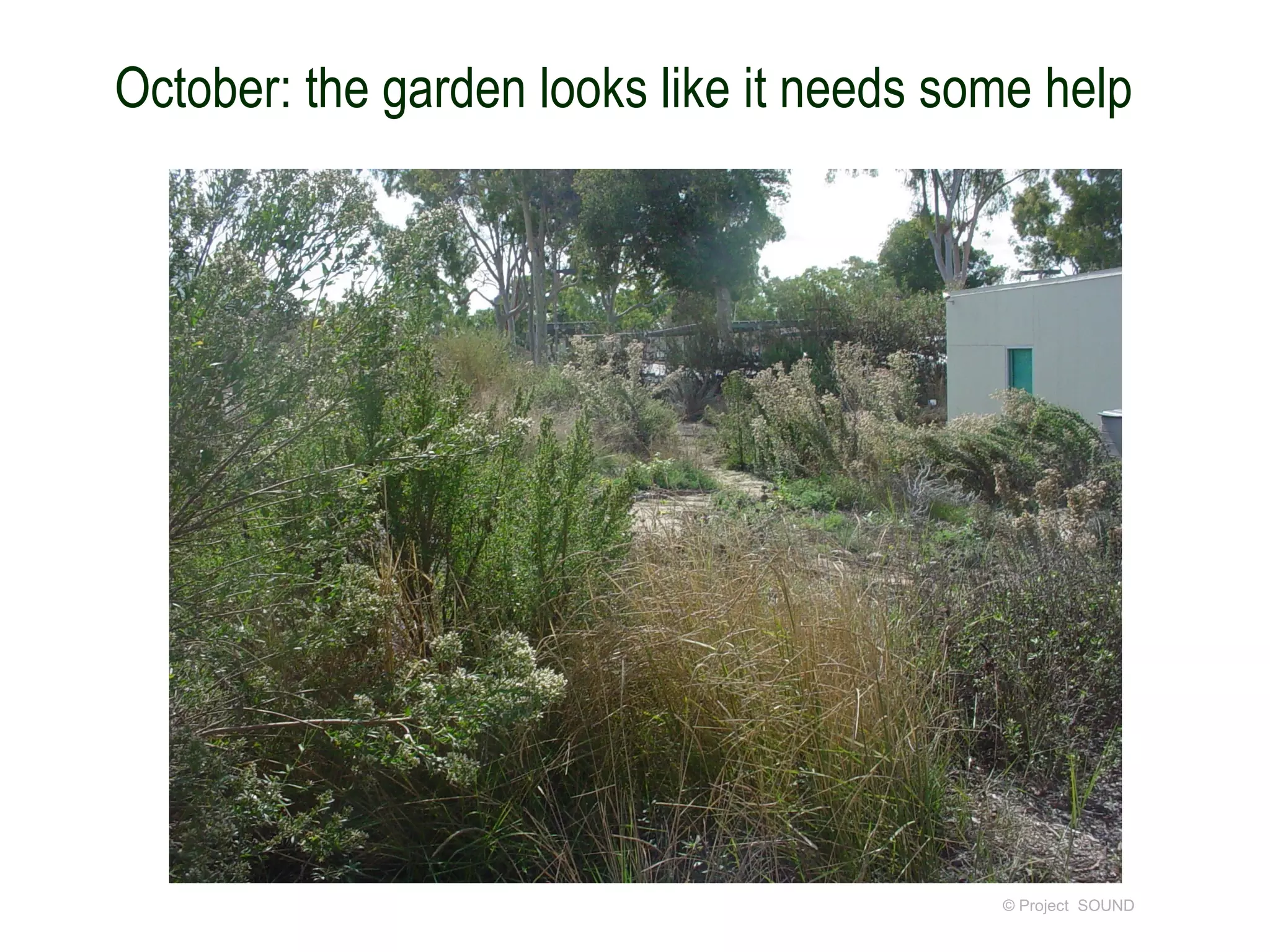 October: the garden looks like it needs some help




                                          © Project SOUND
 