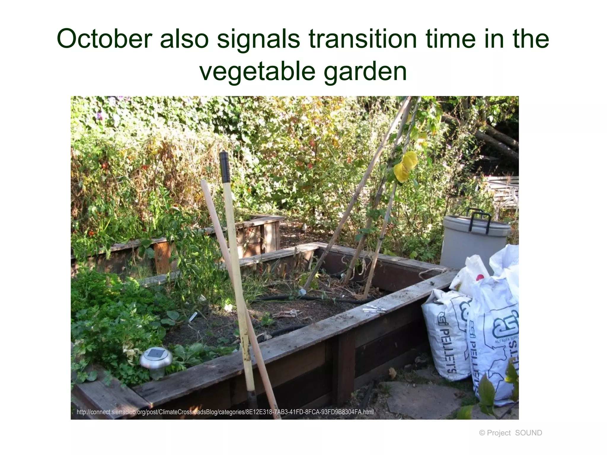 October also signals transition time in the
           vegetable garden




 http://connect.sierraclub.org/post/ClimateCrossroadsBlog/categories/8E12E318-7AB3-41FD-8FCA-93FD9B8304FA.html


                                                                                                                 © Project SOUND
 