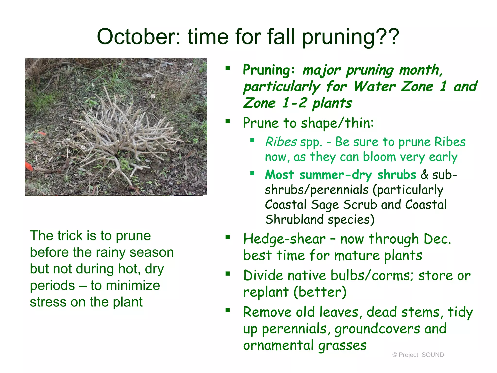 October: time for fall pruning??
                           Pruning: major pruning month,
                            particularly for Water Zone 1 and
                            Zone 1-2 plants
                           Prune to shape/thin:
                              Ribes spp. - Be sure to prune Ribes
                               now, as they can bloom very early
                              Most summer-dry shrubs & sub-
                               shrubs/perennials (particularly
                               Coastal Sage Scrub and Coastal
                               Shrubland species)
The trick is to prune      Hedge-shear – now through Dec.
before the rainy season     best time for mature plants
but not during hot, dry    Divide native bulbs/corms; store or
periods – to minimize       replant (better)
stress on the plant
                           Remove old leaves, dead stems, tidy
                            up perennials, groundcovers and
                            ornamental grasses
                                                     © Project SOUND
 