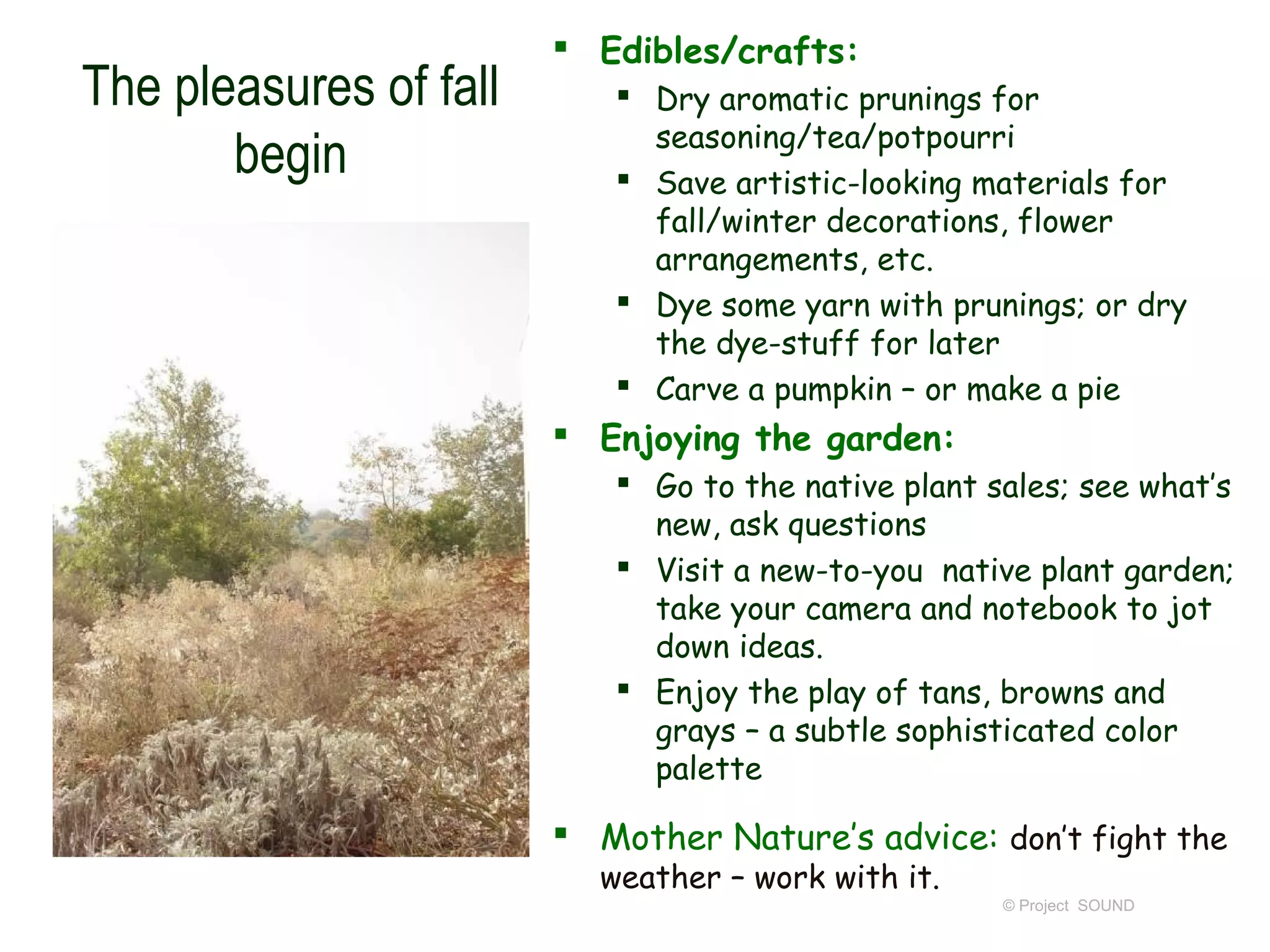  Edibles/crafts:
The pleasures of fall       Dry aromatic prunings for
                             seasoning/tea/potpourri
       begin                Save artistic-looking materials for
                             fall/winter decorations, flower
                             arrangements, etc.
                            Dye some yarn with prunings; or dry
                             the dye-stuff for later
                            Carve a pumpkin – or make a pie
                         Enjoying the garden:
                            Go to the native plant sales; see what’s
                             new, ask questions
                            Visit a new-to-you native plant garden;
                             take your camera and notebook to jot
                             down ideas.
                            Enjoy the play of tans, browns and
                             grays – a subtle sophisticated color
                             palette

                         Mother Nature’s advice: don’t fight the
                          weather – work with it.
                                                     © Project SOUND
 