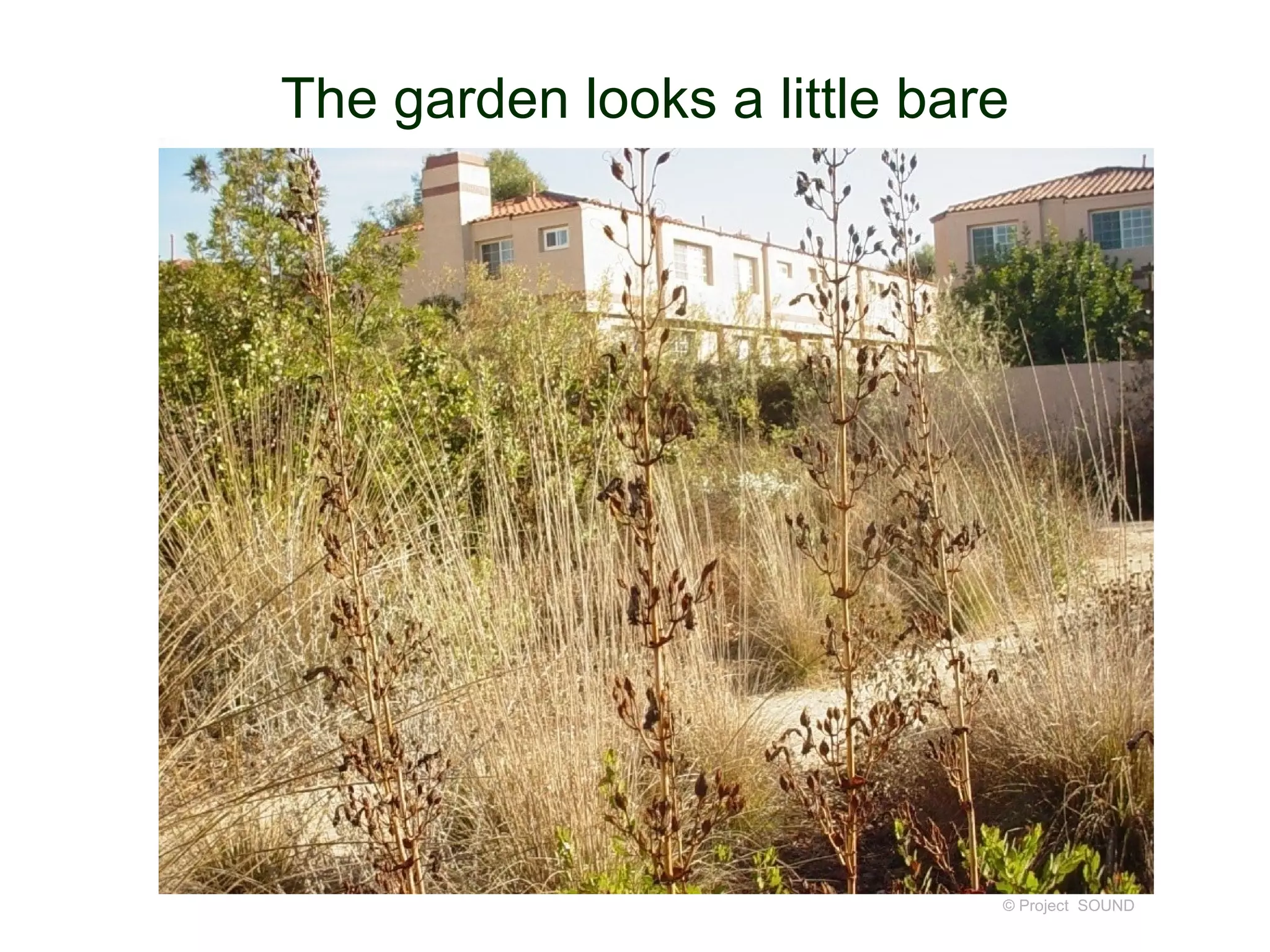 The garden looks a little bare




                             © Project SOUND
 