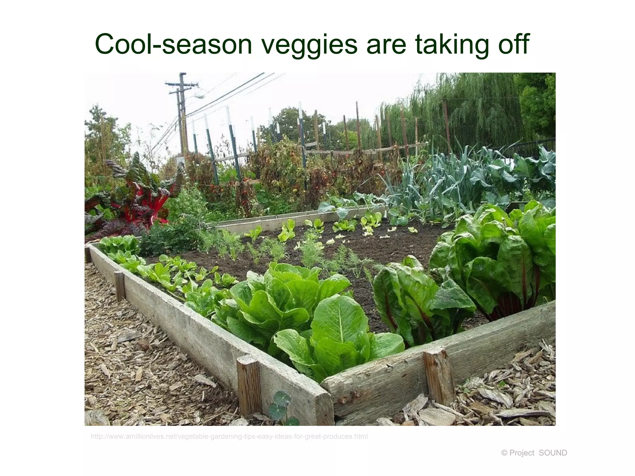 Cool-season veggies are taking off




http://www.amillionlives.net/vegetable-gardening-tips-easy-ideas-for-great-produces.html

                                                                                           © Project SOUND
 