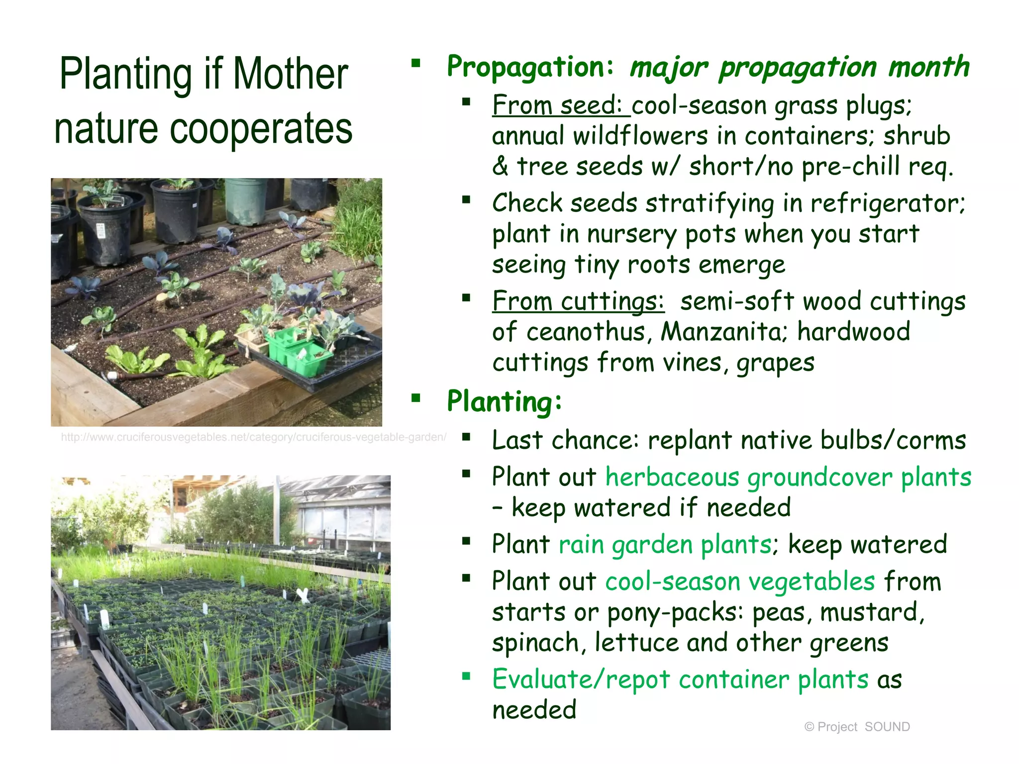  Propagation: major propagation month
Planting if Mother                                                             From seed: cool-season grass plugs;
nature cooperates                                                               annual wildflowers in containers; shrub
                                                                                & tree seeds w/ short/no pre-chill req.
                                                                               Check seeds stratifying in refrigerator;
                                                                                plant in nursery pots when you start
                                                                                seeing tiny roots emerge
                                                                               From cuttings: semi-soft wood cuttings
                                                                                of ceanothus, Manzanita; hardwood
                                                                                cuttings from vines, grapes
                                                                    Planting:
http://www.cruciferousvegetables.net/category/cruciferous-vegetable-garden/    Last chance: replant native bulbs/corms
                                                                               Plant out herbaceous groundcover plants
                                                                                – keep watered if needed
                                                                               Plant rain garden plants; keep watered
                                                                               Plant out cool-season vegetables from
                                                                                starts or pony-packs: peas, mustard,
                                                                                spinach, lettuce and other greens
                                                                               Evaluate/repot container plants as
                                                                                needed
                                                                                                          © Project SOUND
 