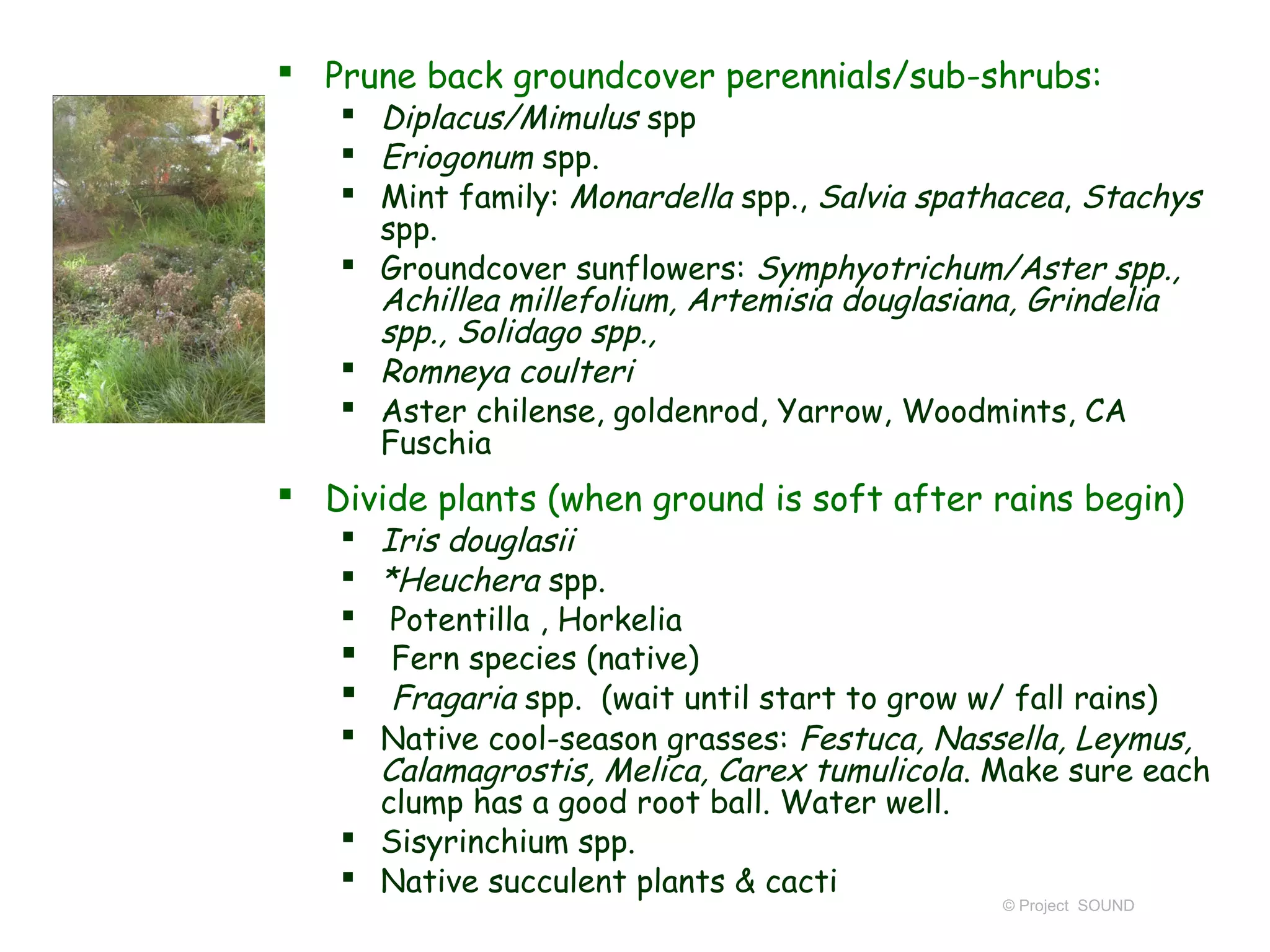  Prune back groundcover perennials/sub-shrubs:
    Diplacus/Mimulus spp
    Eriogonum spp.
    Mint family: Monardella spp., Salvia spathacea, Stachys
     spp.
    Groundcover sunflowers: Symphyotrichum/Aster spp.,
     Achillea millefolium, Artemisia douglasiana, Grindelia
     spp., Solidago spp.,
    Romneya coulteri
    Aster chilense, goldenrod, Yarrow, Woodmints, CA
     Fuschia
 Divide plants (when ground is soft after rains begin)
    Iris douglasii
    *Heuchera spp.
    Potentilla , Horkelia
    Fern species (native)
    Fragaria spp. (wait until start to grow w/ fall rains)
    Native cool-season grasses: Festuca, Nassella, Leymus,
     Calamagrostis, Melica, Carex tumulicola . Make sure each
     clump has a good root ball. Water well.
    Sisyrinchium spp.
    Native succulent plants & cacti
                                               © Project SOUND
 