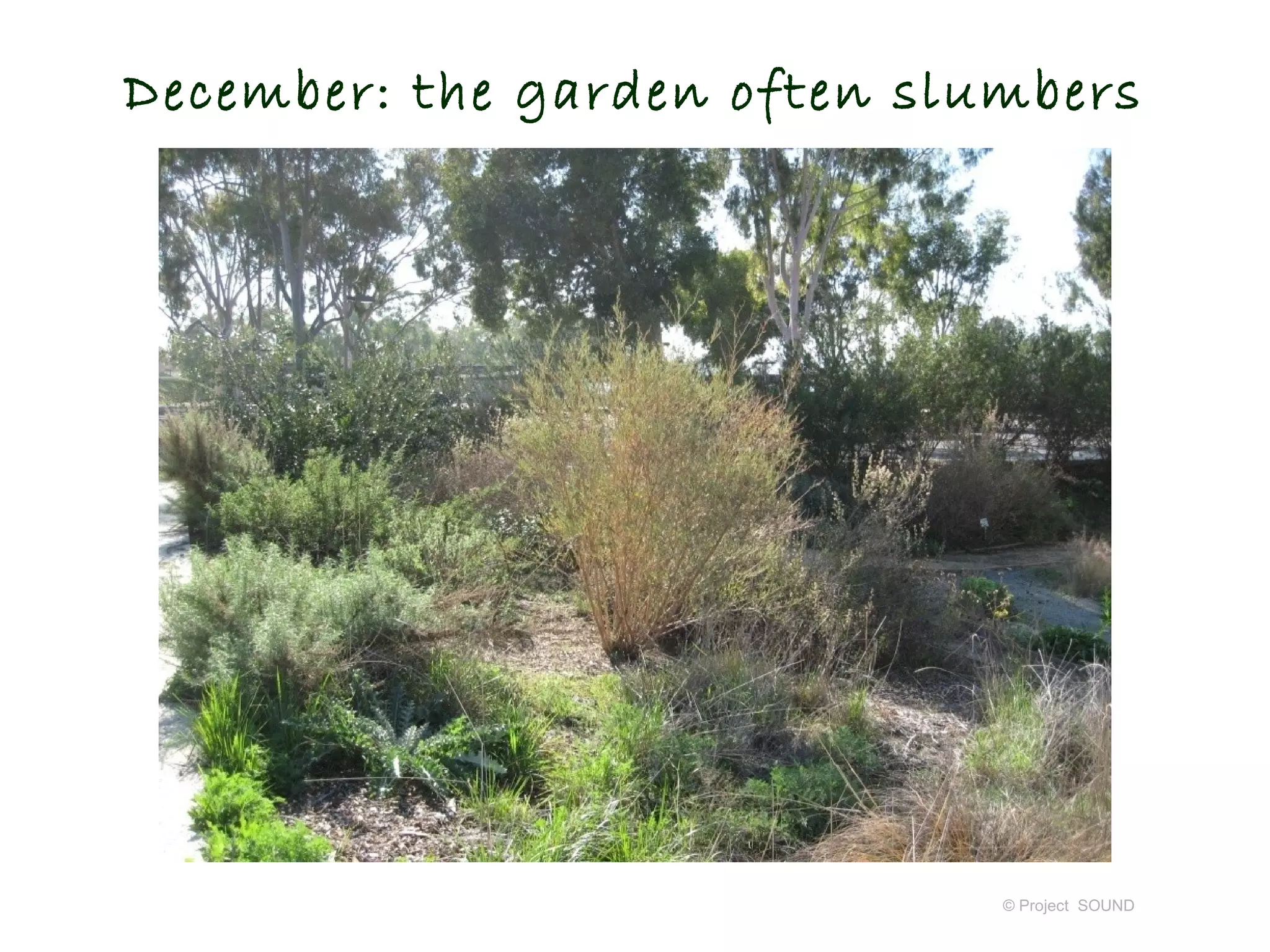 December: the garden often slumbers




                              © Project SOUND
 