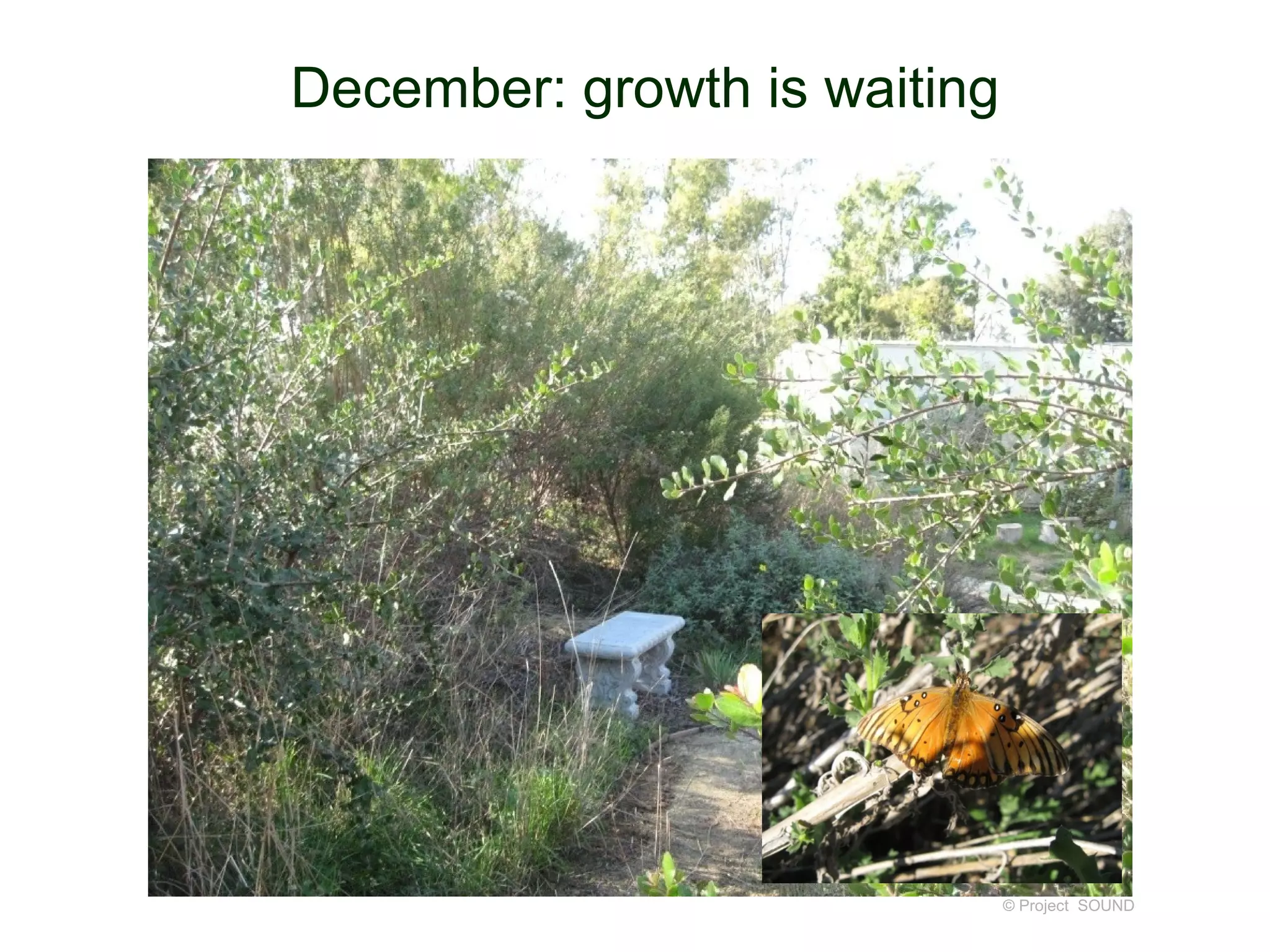 December: growth is waiting




                              © Project SOUND
 