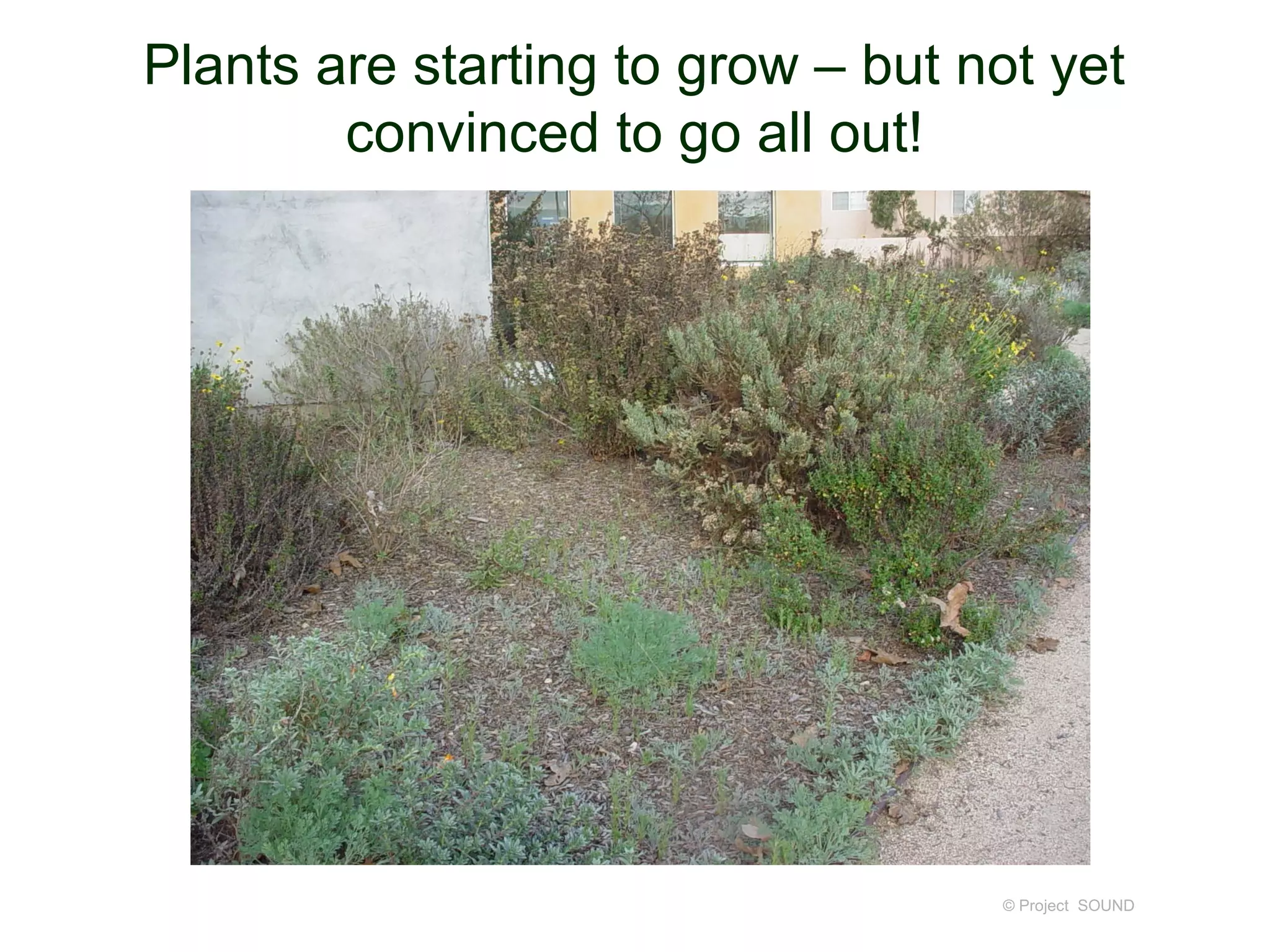 Plants are starting to grow – but not yet
        convinced to go all out!




                                   © Project SOUND
 