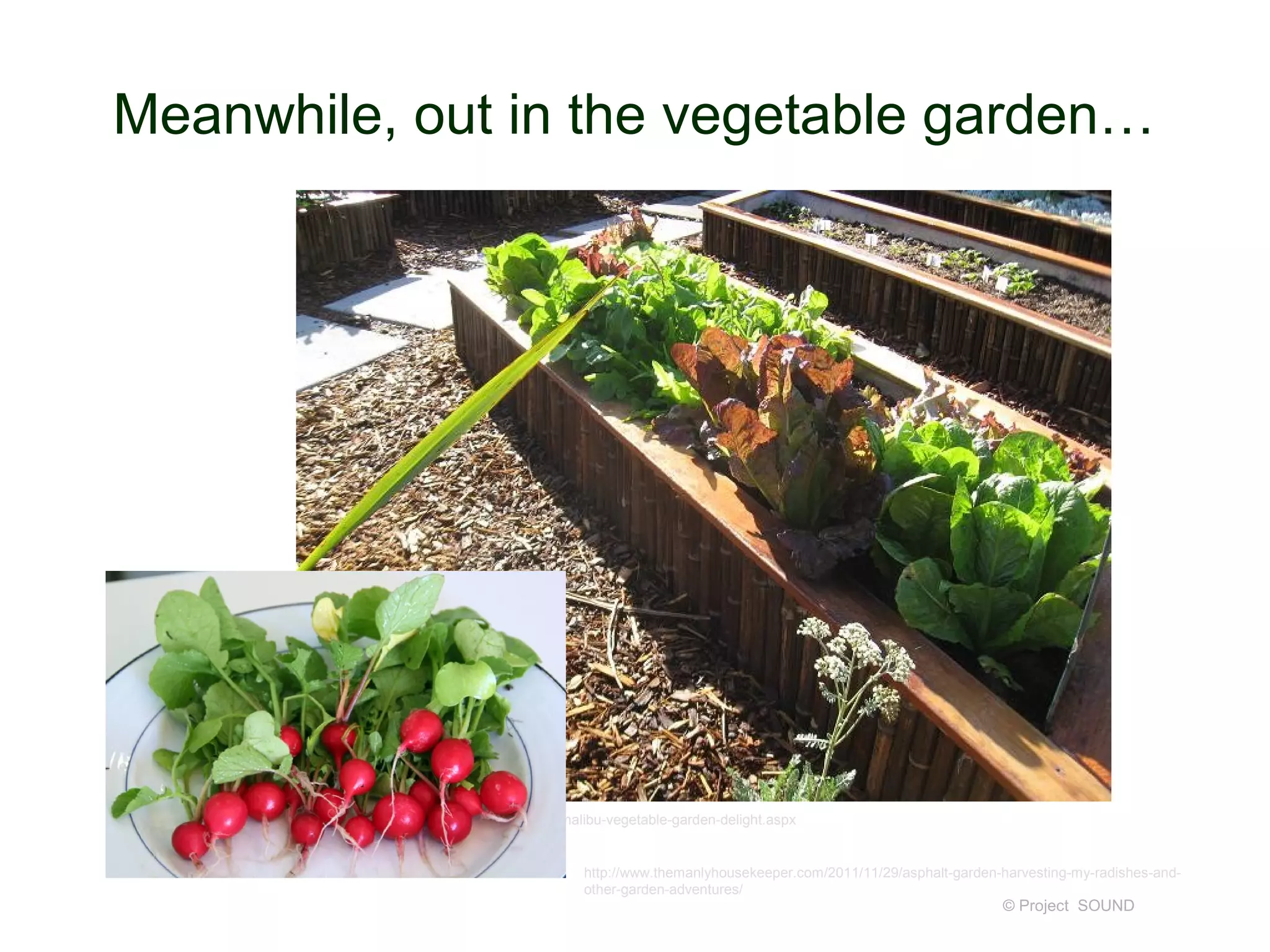 Meanwhile, out in the vegetable garden…




       http://blog.gardenerd.com/2009/12/16/malibu-vegetable-garden-delight.aspx


                                               http://www.themanlyhousekeeper.com/2011/11/29/asphalt-garden-harvesting-my-radishes-and-
                                               other-garden-adventures/
                                                                                                            © Project SOUND
 