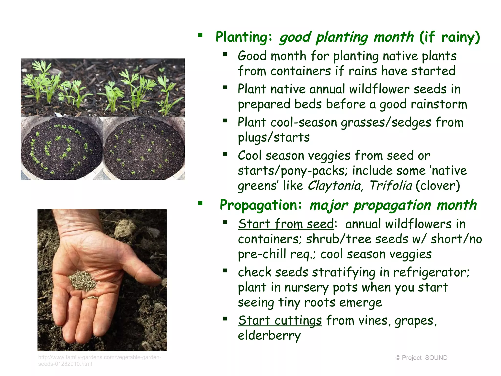  Planting: good planting month (if rainy)
                                                      Good month for planting native plants
                                                       from containers if rains have started
                                                      Plant native annual wildflower seeds in
                                                       prepared beds before a good rainstorm
                                                      Plant cool-season grasses/sedges from
                                                       plugs/starts
                                                      Cool season veggies from seed or
                                                       starts/pony-packs; include some ‘native
                                                       greens’ like Claytonia, Trifolia (clover)
                                                    Propagation: major propagation month
                                                      Start from seed: annual wildflowers in
                                                       containers; shrub/tree seeds w/ short/no
                                                       pre-chill req.; cool season veggies
                                                      check seeds stratifying in refrigerator;
                                                       plant in nursery pots when you start
                                                       seeing tiny roots emerge
                                                      Start cuttings from vines, grapes,
                                                       elderberry
http://www.family-gardens.com/vegetable-garden-                                    © Project SOUND
seeds-01282010.html
 