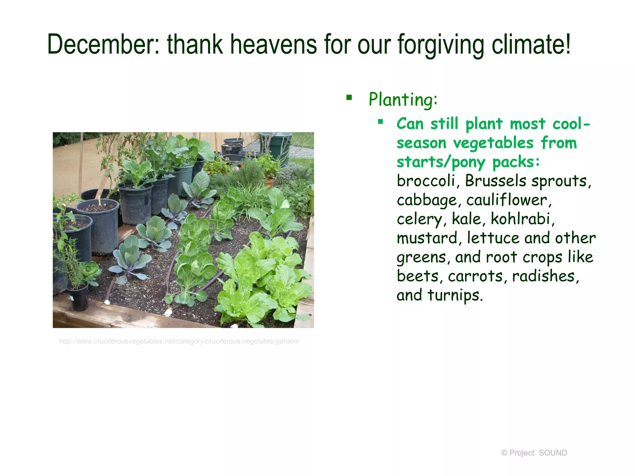 December: thank heavens for our forgiving climate!
                                                                                Planting:
                                                                                   Can still plant most cool-
                                                                                    season vegetables from
                                                                                    starts/pony packs:
                                                                                    broccoli, Brussels sprouts,
                                                                                    cabbage, cauliflower,
                                                                                    celery, kale, kohlrabi,
                                                                                    mustard, lettuce and other
                                                                                    greens, and root crops like
                                                                                    beets, carrots, radishes,
                                                                                    and turnips.

 http://www.cruciferousvegetables.net/category/cruciferous-vegetable-garden/




                                                                                                  © Project SOUND
 