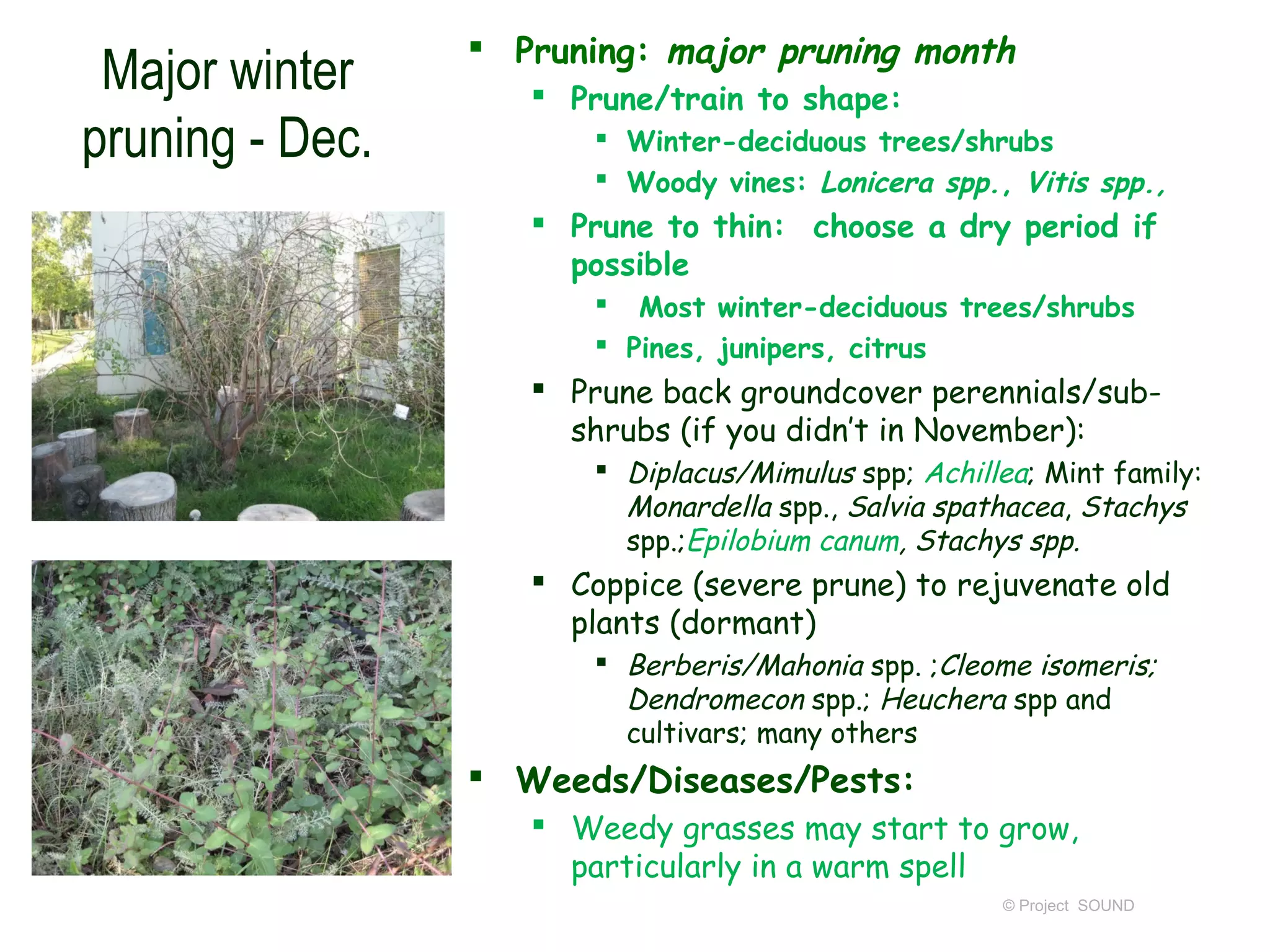  Pruning: major pruning month
 Major winter        Prune/train to shape:
pruning - Dec.           Winter-deciduous trees/shrubs
                         Woody vines: Lonicera spp., Vitis spp.,
                     Prune to thin: choose a dry period if
                      possible
                         Most winter-deciduous trees/shrubs
                         Pines, junipers, citrus
                     Prune back groundcover perennials/sub-
                      shrubs (if you didn’t in November):
                         Diplacus/Mimulus spp; Achillea; Mint family:
                          Monardella spp., Salvia spathacea, Stachys
                          spp.;Epilobium canum, Stachys spp.
                     Coppice (severe prune) to rejuvenate old
                      plants (dormant)
                         Berberis/Mahonia spp. ;Cleome isomeris;
                          Dendromecon spp.; Heuchera spp and
                          cultivars; many others
                  Weeds/Diseases/Pests:
                     Weedy grasses may start to grow,
                      particularly in a warm spell
                                                      © Project SOUND
 
