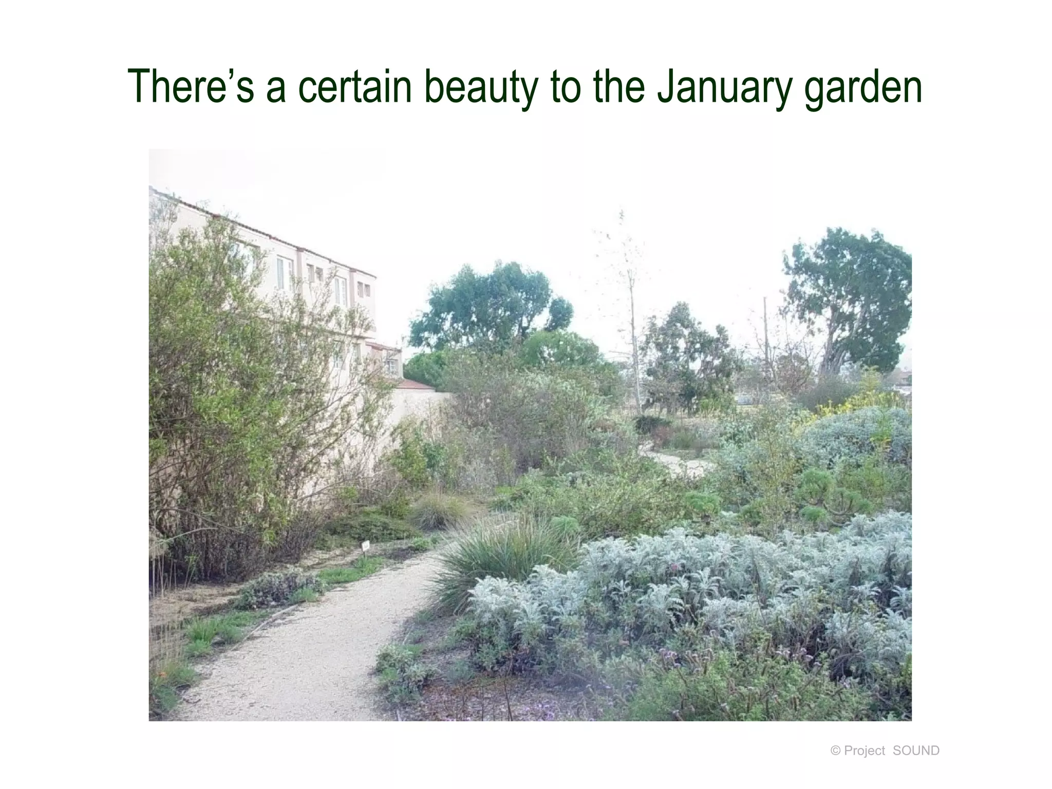 There’s a certain beauty to the January garden




                                        © Project SOUND
 