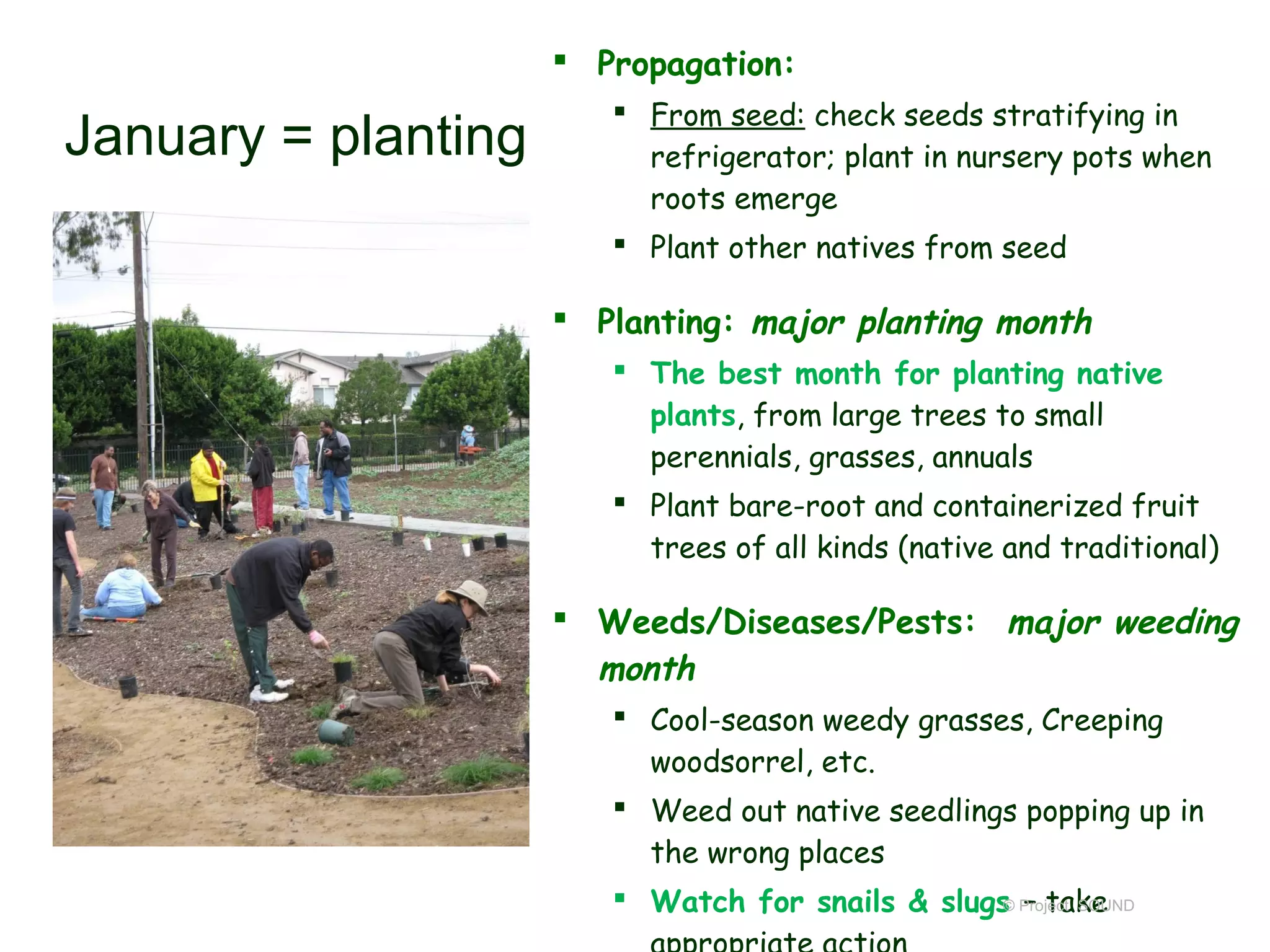  Propagation:
                         From seed: check seeds stratifying in
January = planting        refrigerator; plant in nursery pots when
                          roots emerge
                         Plant other natives from seed

                      Planting: major planting month
                         The best month for planting native
                          plants, from large trees to small
                          perennials, grasses, annuals
                         Plant bare-root and containerized fruit
                          trees of all kinds (native and traditional)

                      Weeds/Diseases/Pests: major weeding
                       month
                         Cool-season weedy grasses, Creeping
                          woodsorrel, etc.
                         Weed out native seedlings popping up in
                          the wrong places
                         Watch for snails & slugs Project SOUND
                                                  © – take
 